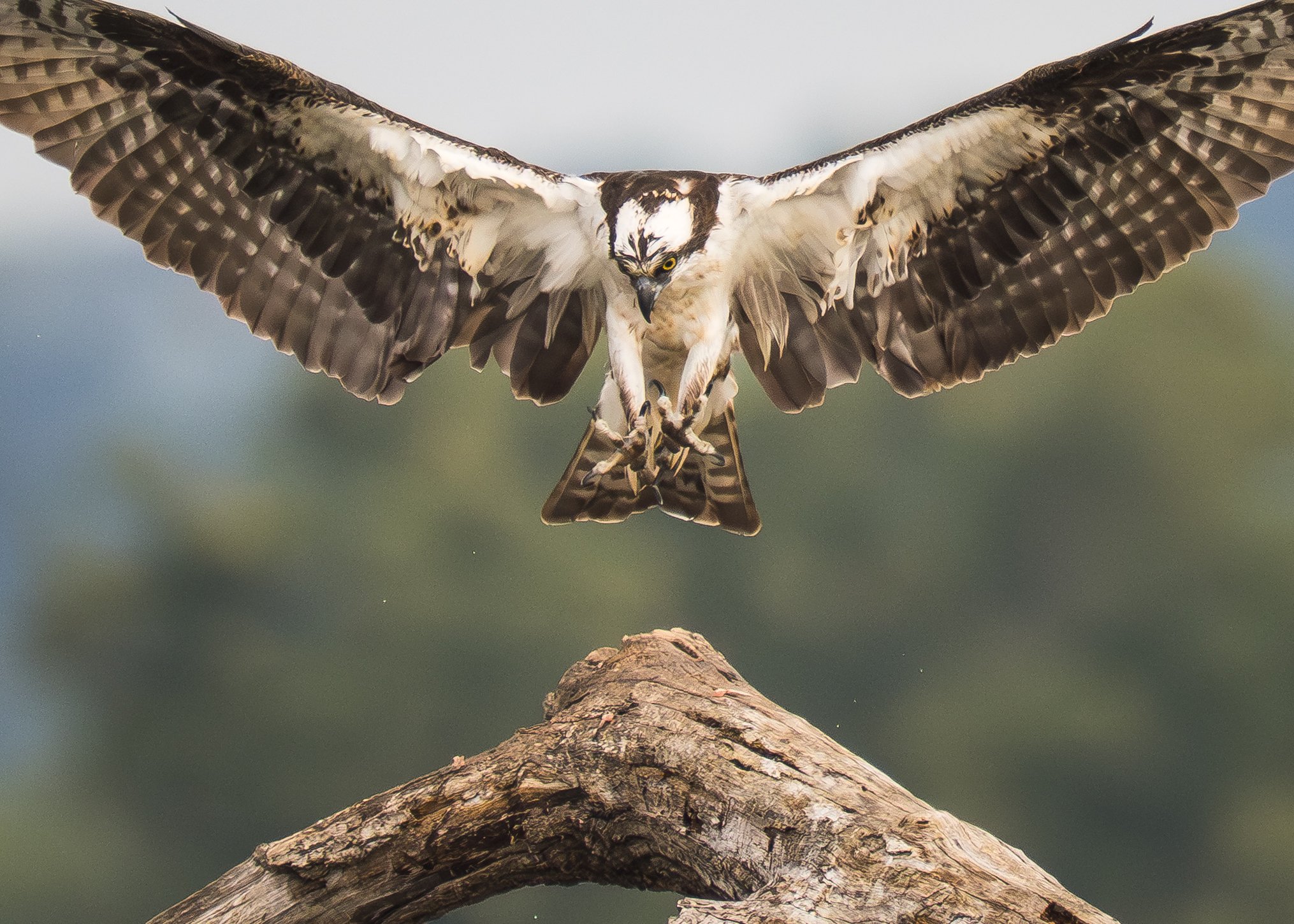Osprey Landing Susquehanna 09 2025.jpg