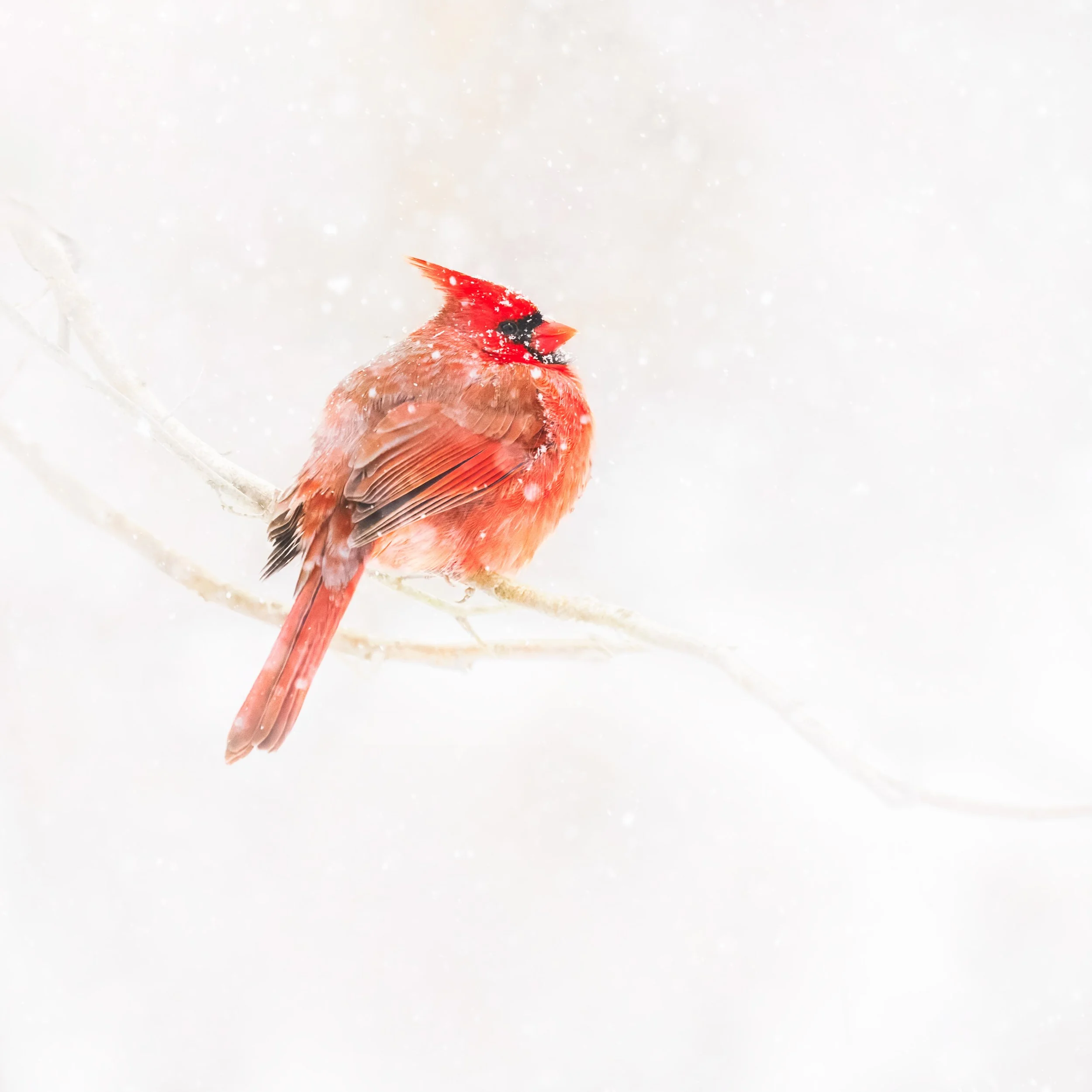 Northern Cardinal - Snowy Day - Downingtown, Pennsylvania - Square Dimension Only