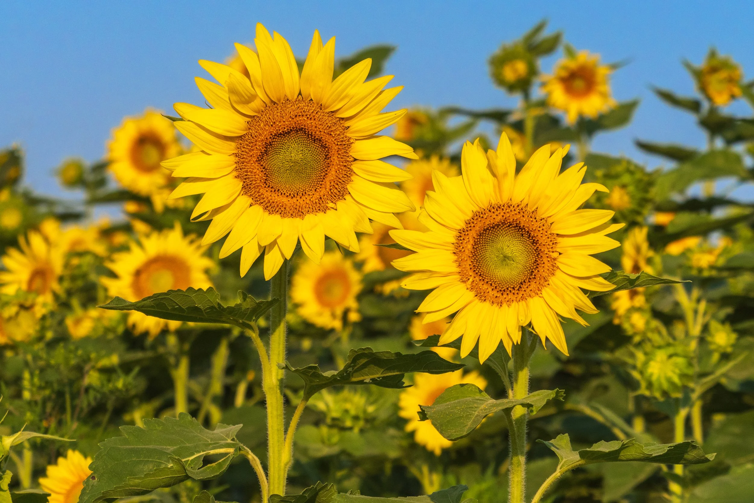 Sunflowers in August - Chester County, Pennsylvania