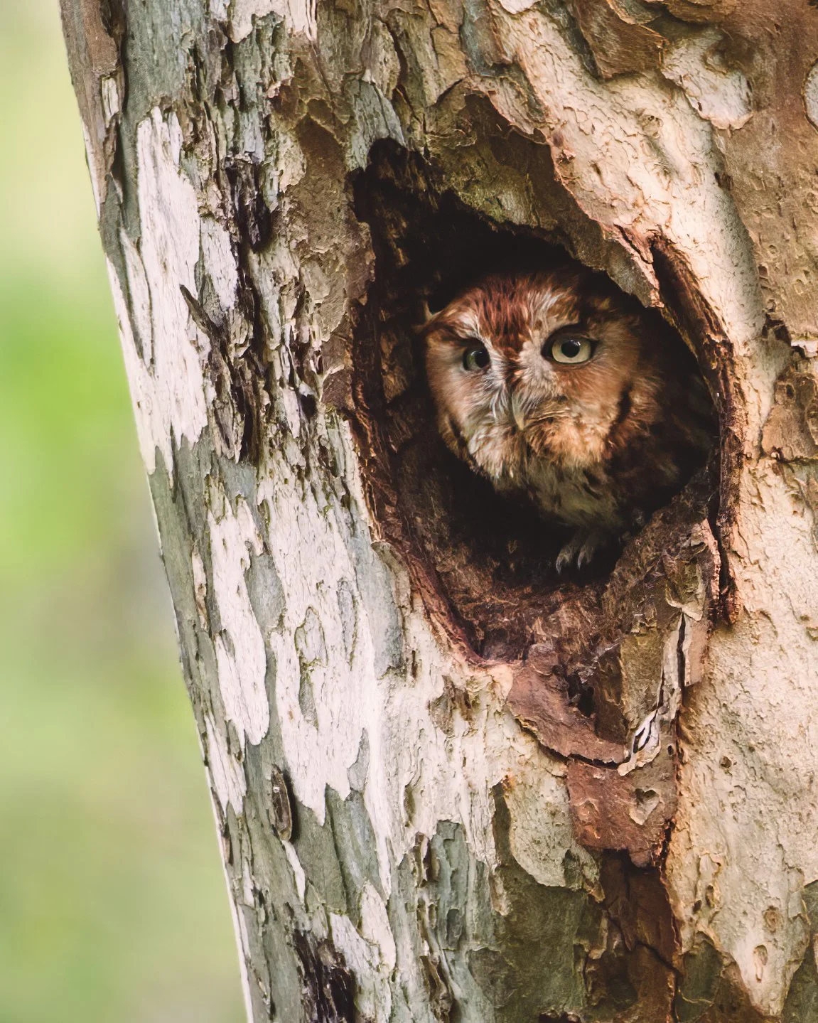 Screech-Owl-BMP-04_27_23.jpg