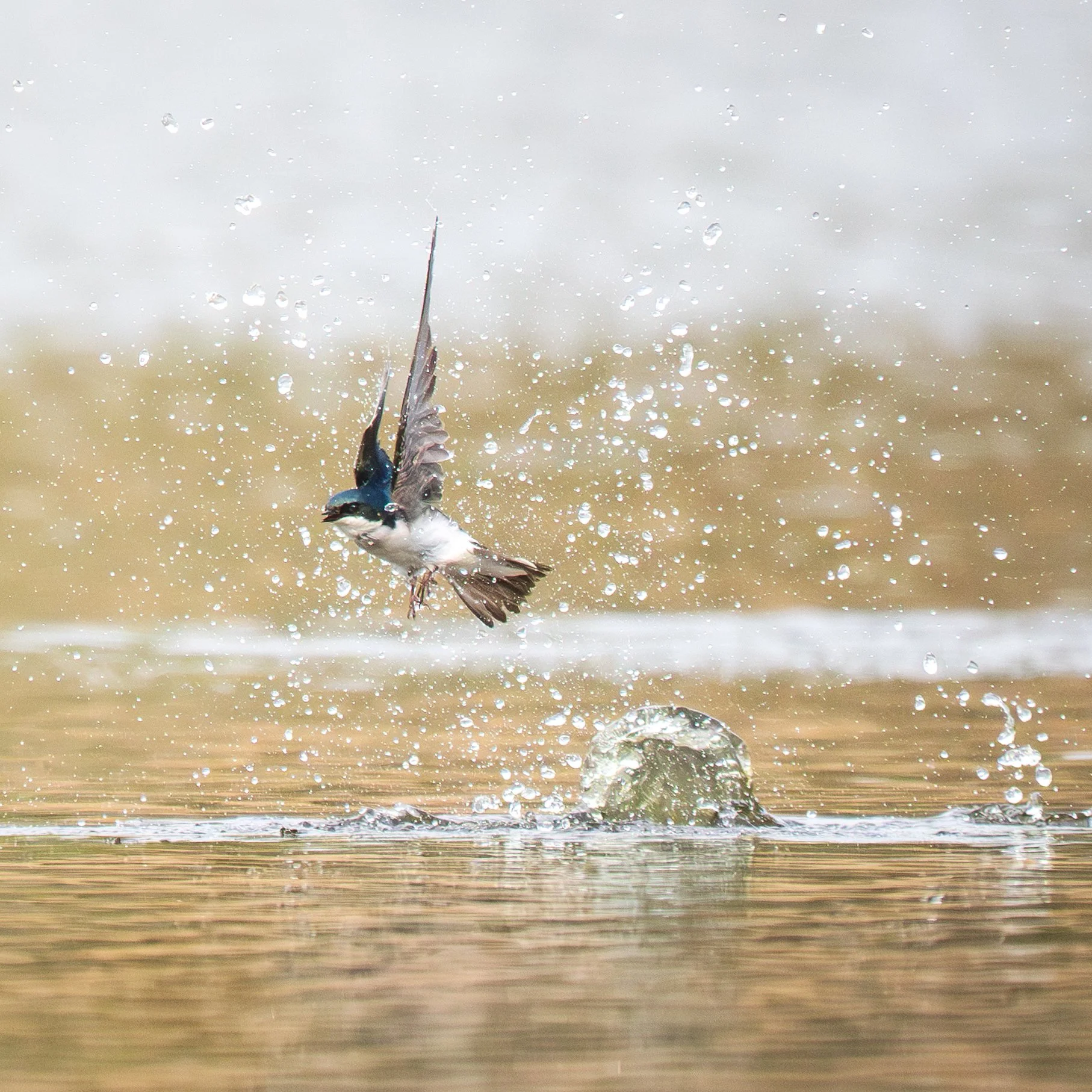 Swallow.jpg