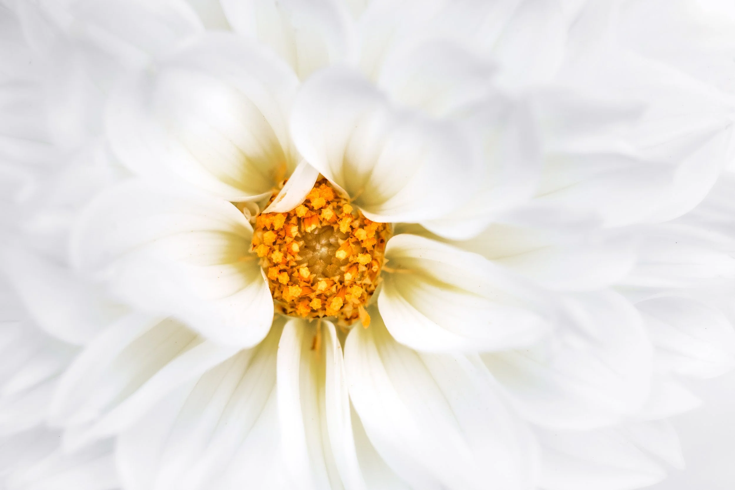 Dahlia-White_Image-3.jpg