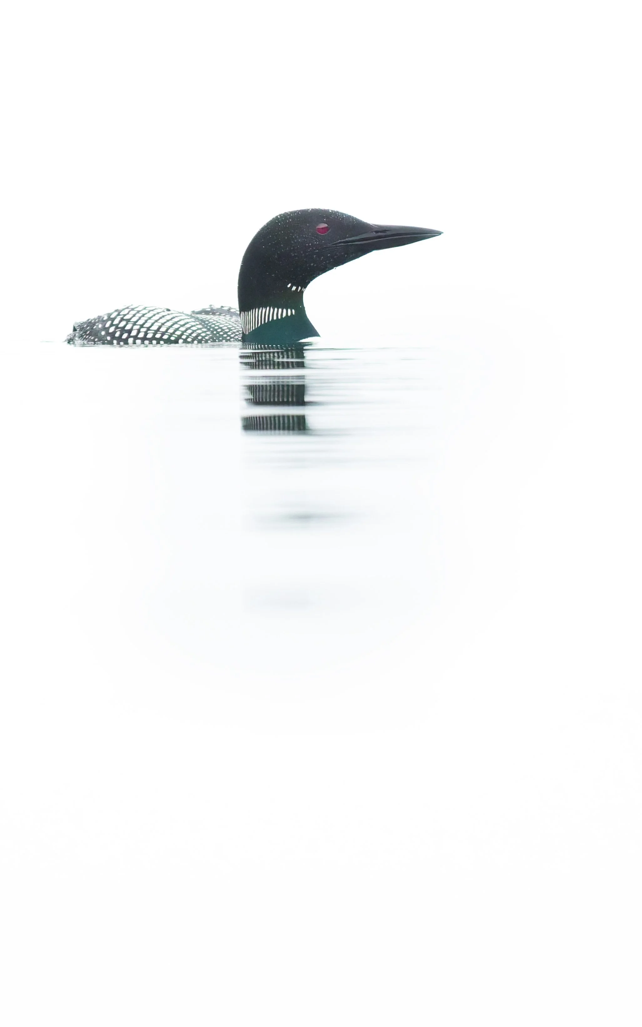 Common Loon - Lake George, Putnam Station, New York 