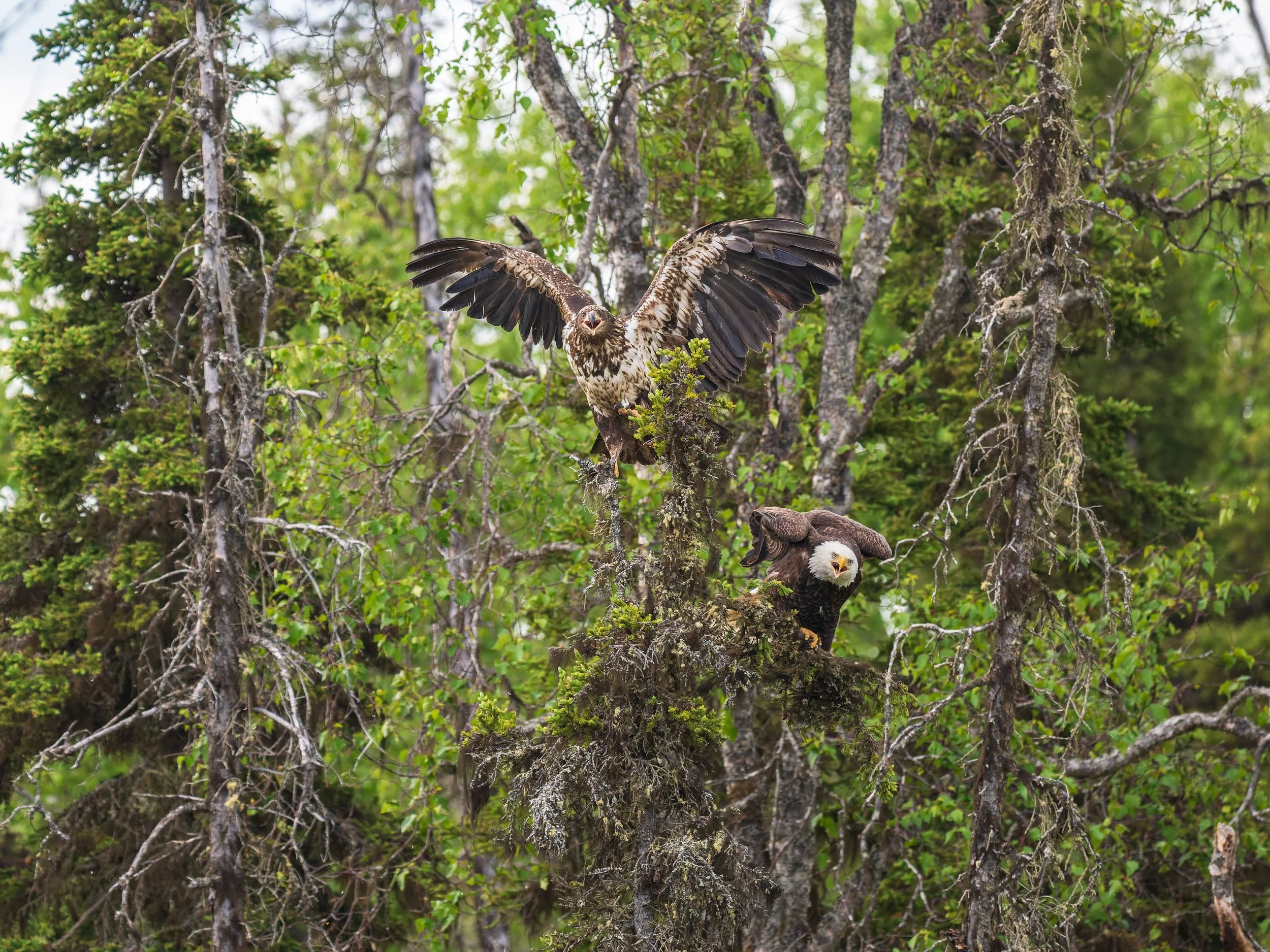 Eagle-Shenanigans-Kasilof-River-Alaska-06-2026.jpg