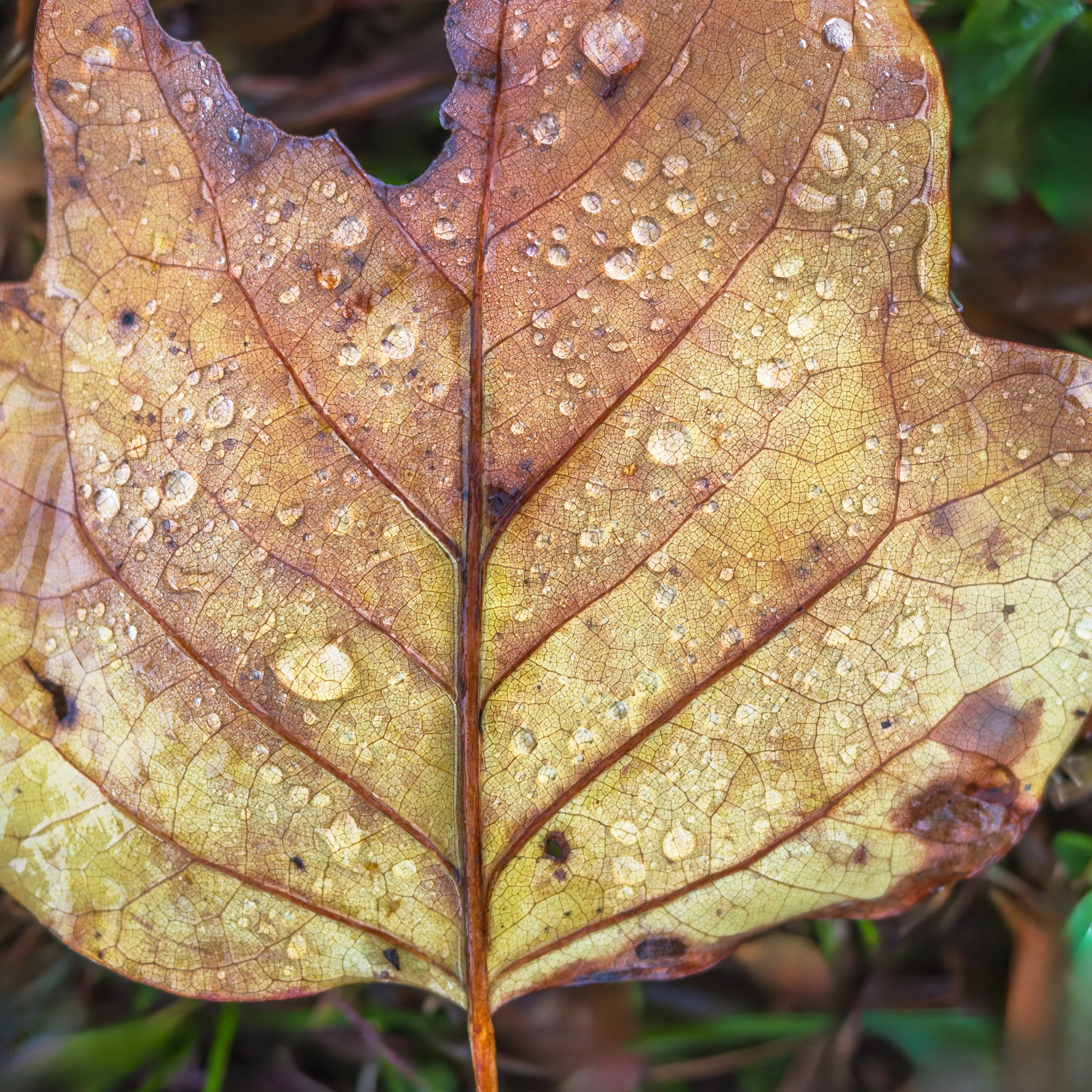 Leaf-with-Drops.jpg