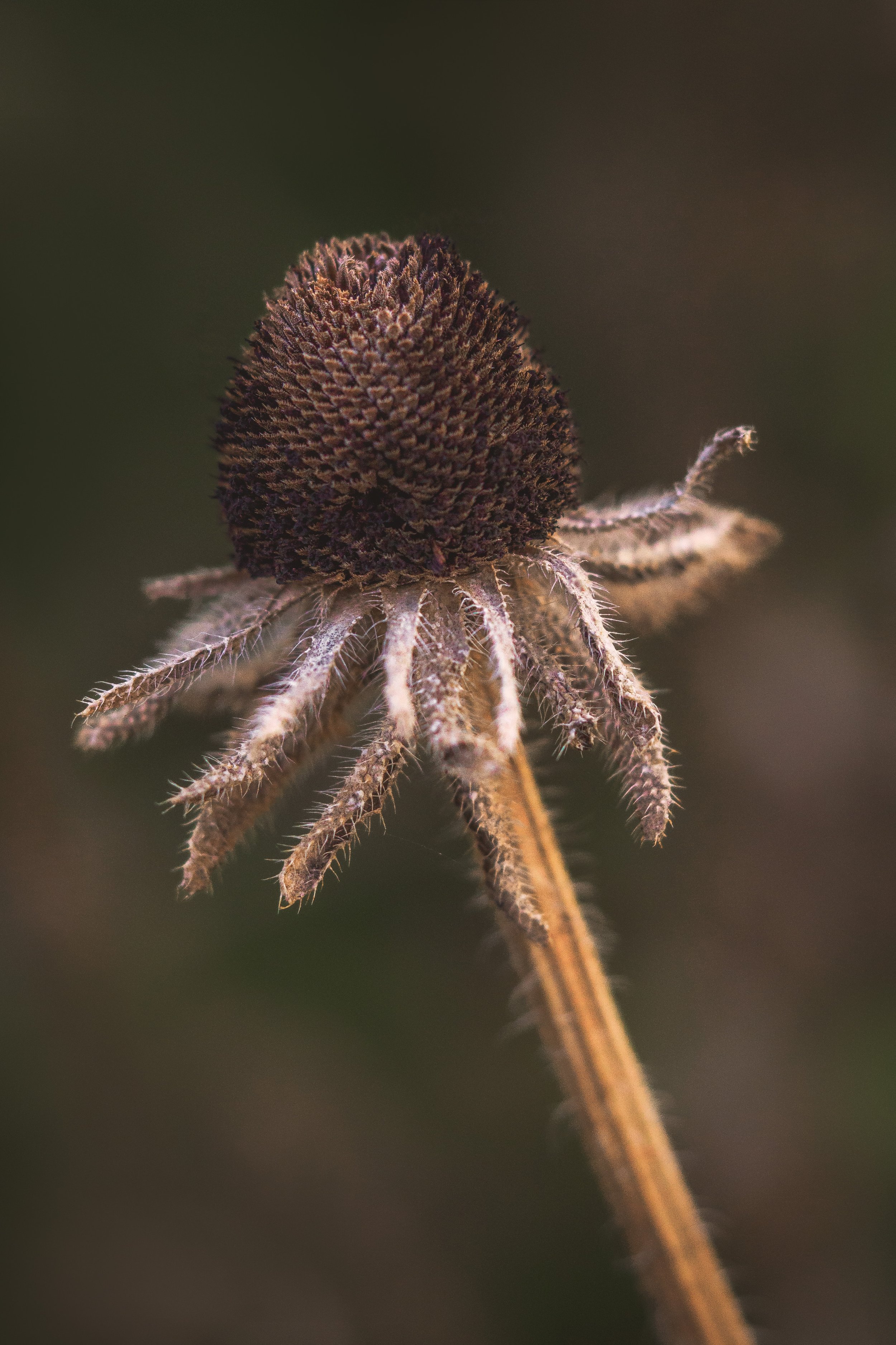 Fading Flower Golden Hour Macro.jpg