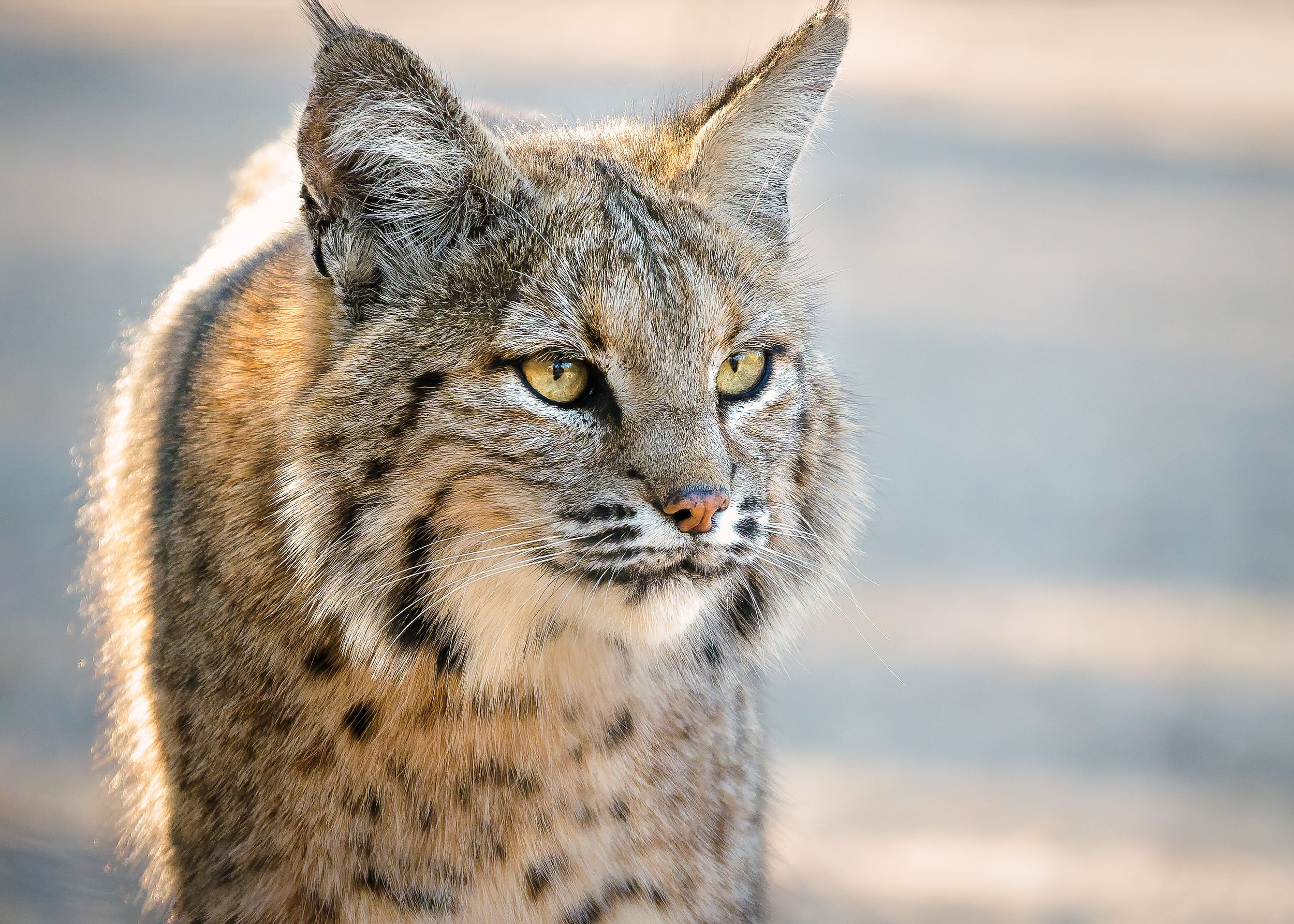 Bobcat Portrait Arizona 01 17 2026.jpg