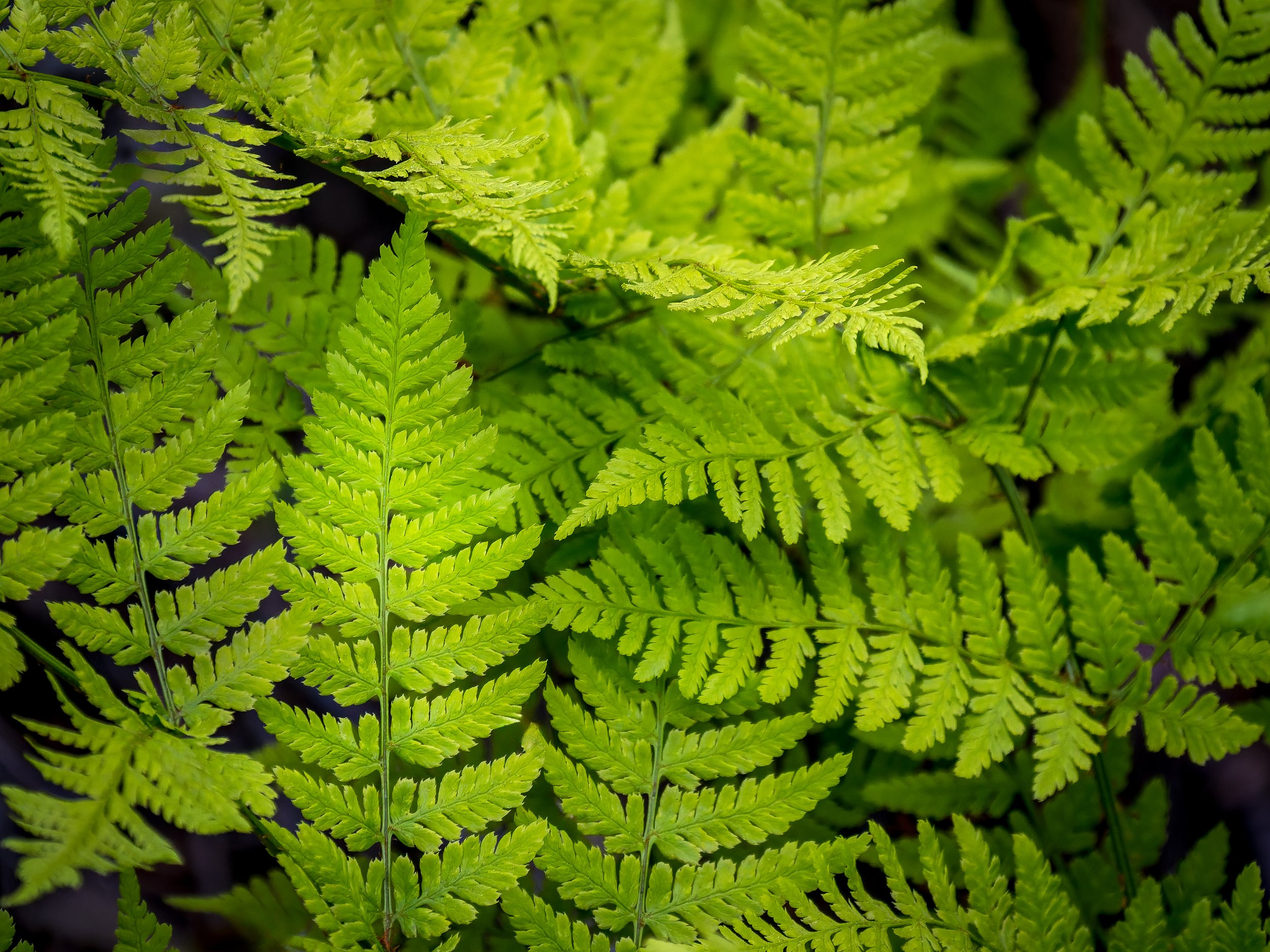 Ferns-Kasilof-Alaska.jpg