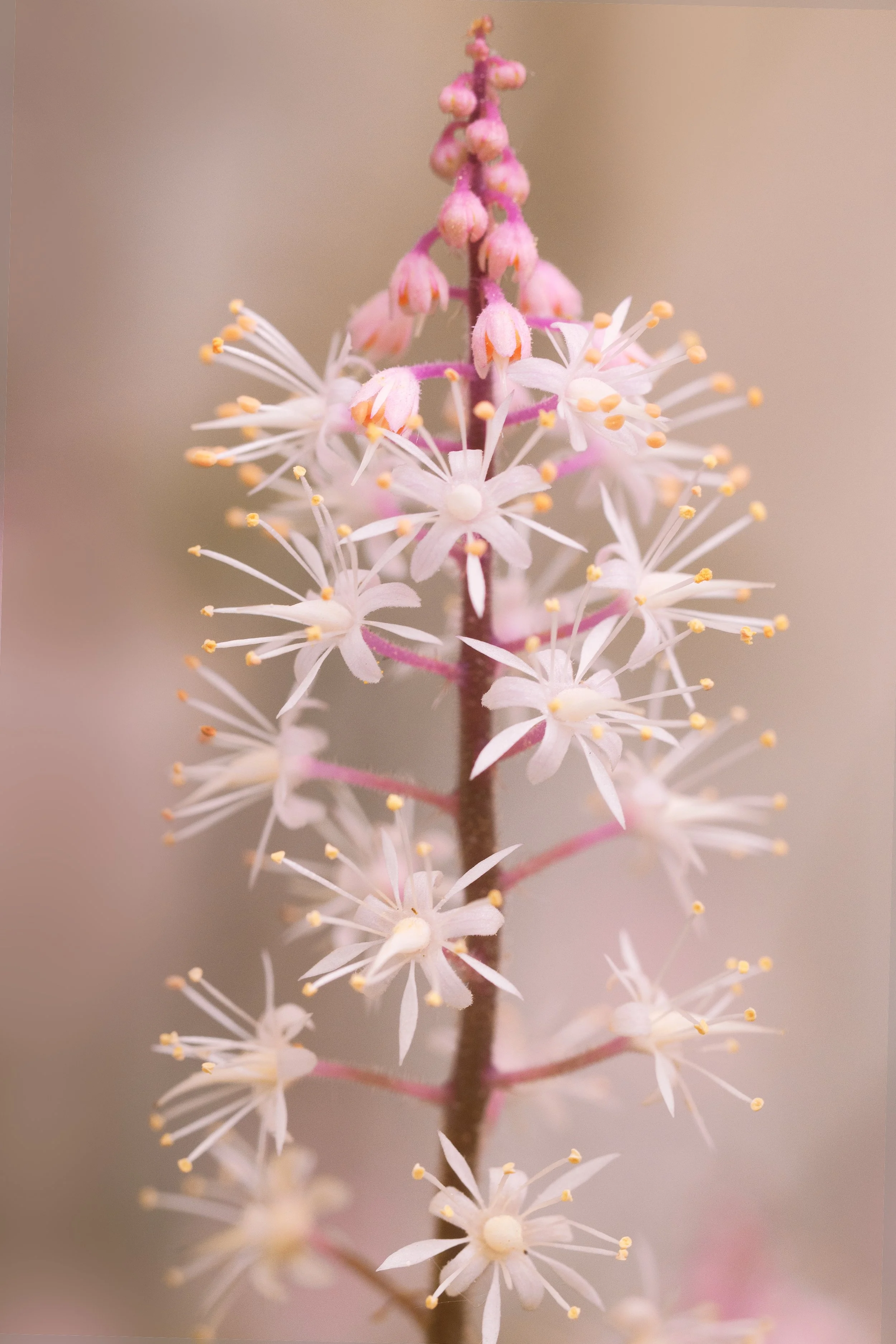 Heartleaf-Foamflower_Chanticleer_04_2025.jpg