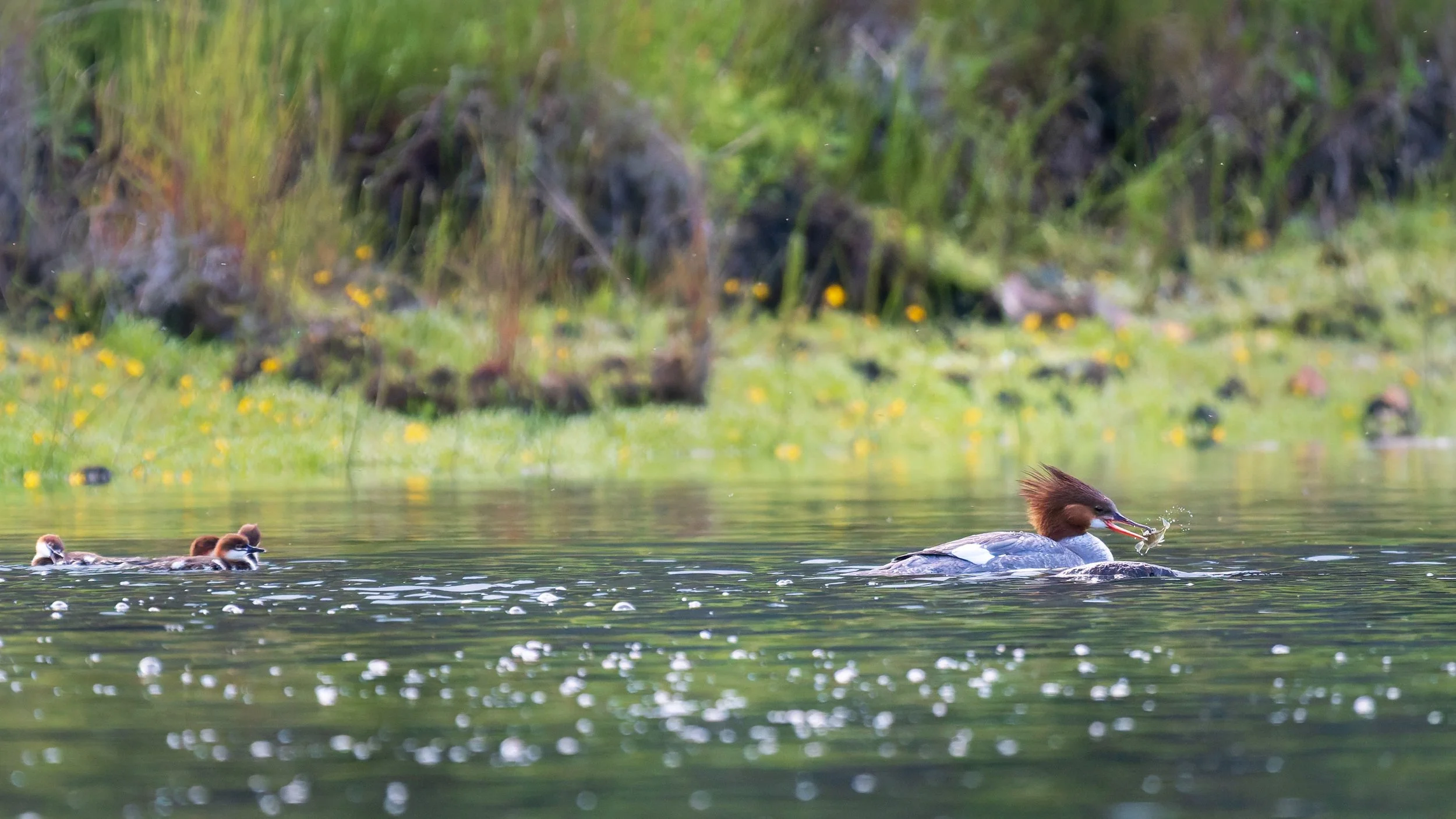 Common-Merganser-Kasilof-River-Alaska-06-2026.jpg