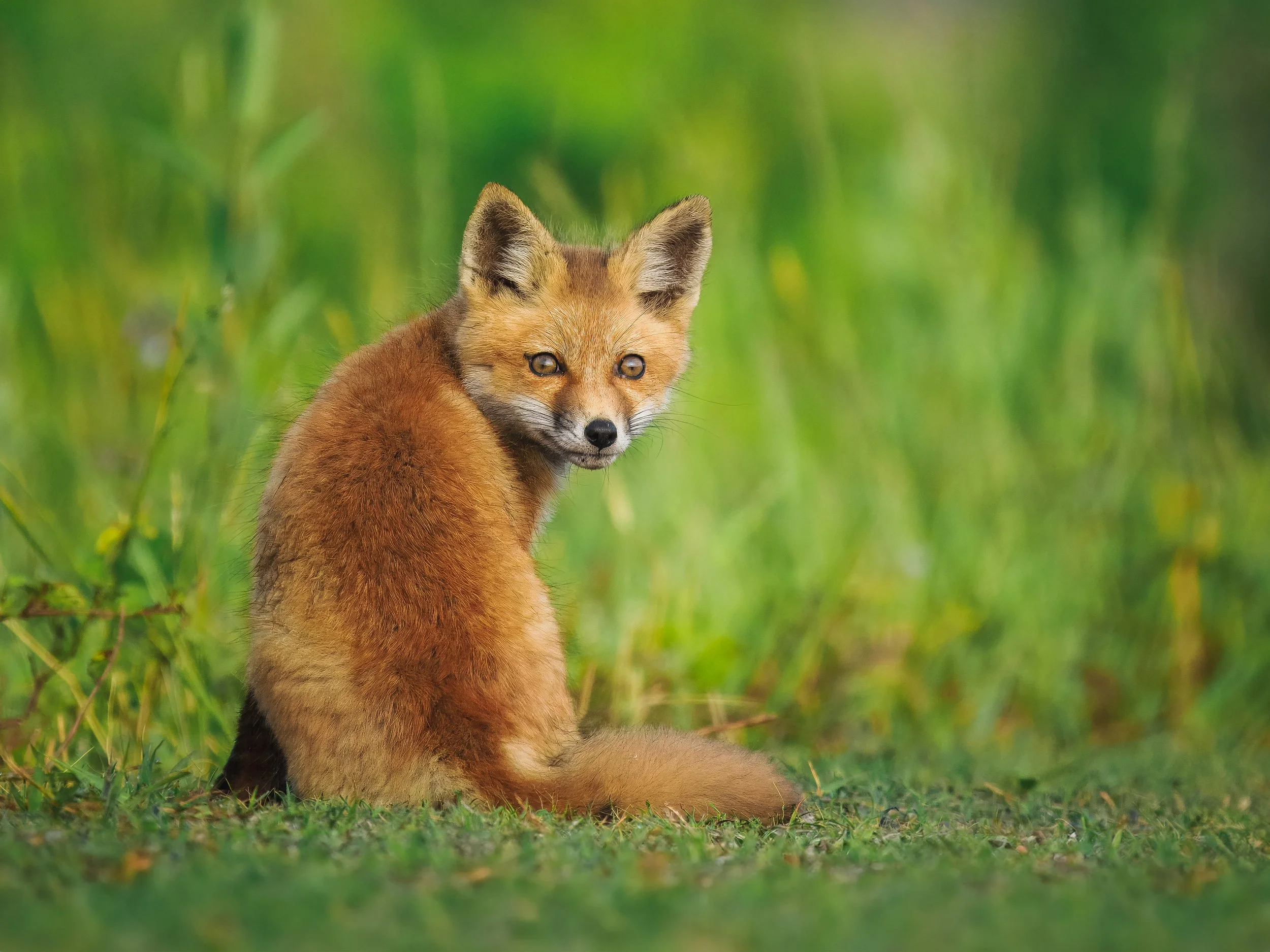 Fox Kit BH 05 10 2026.jpg