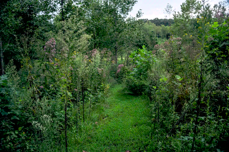 A narrow grassy path through a lush garden with tall flowering plants and trees.