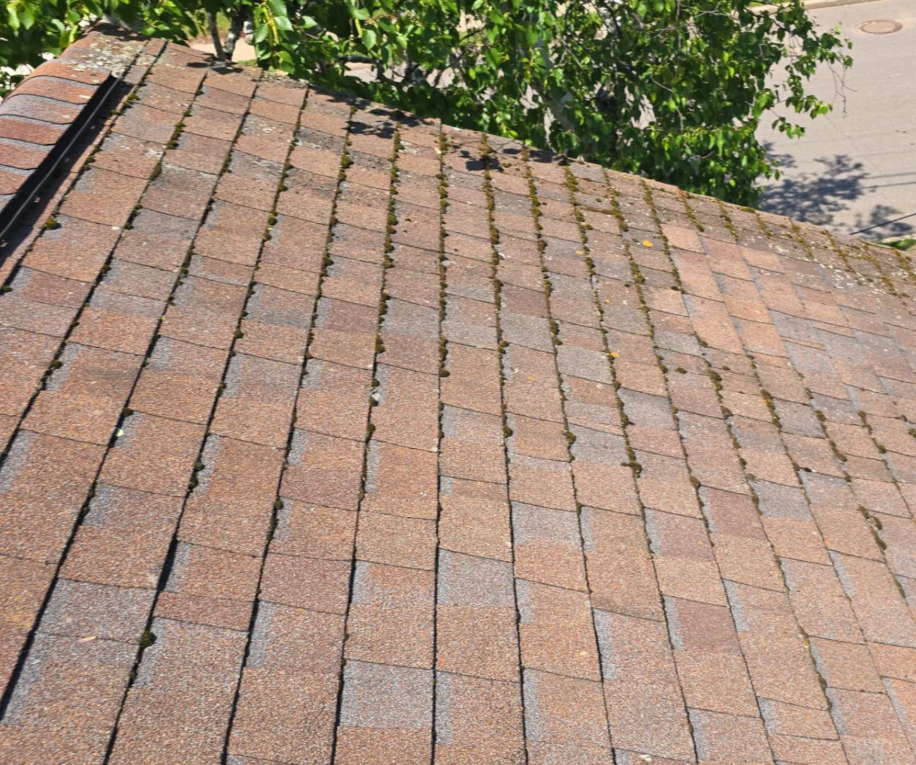 Close-up view of a sloped asphalt shingle roof with moss and small debris between the shingles, and a tree in the background.