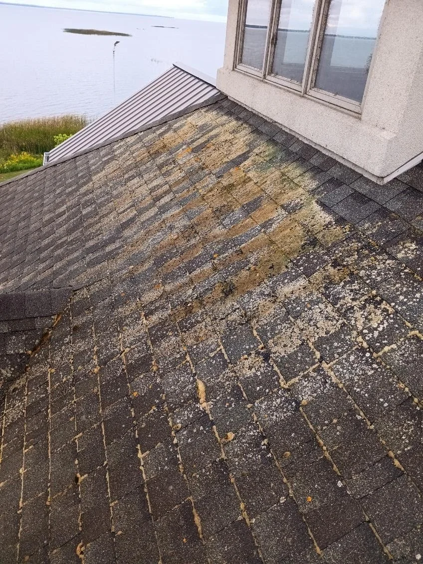 Close-up view of a weathered roof with moss and lichen growth, next to a house with a window, overlooking a body of water in the background.