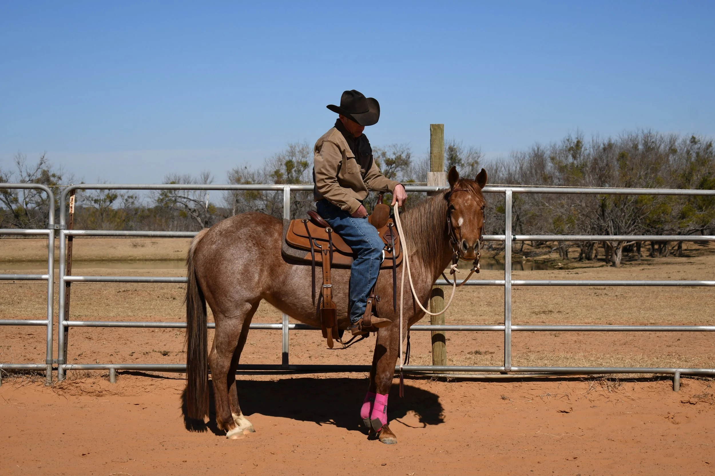 Horse Purchasing Aid