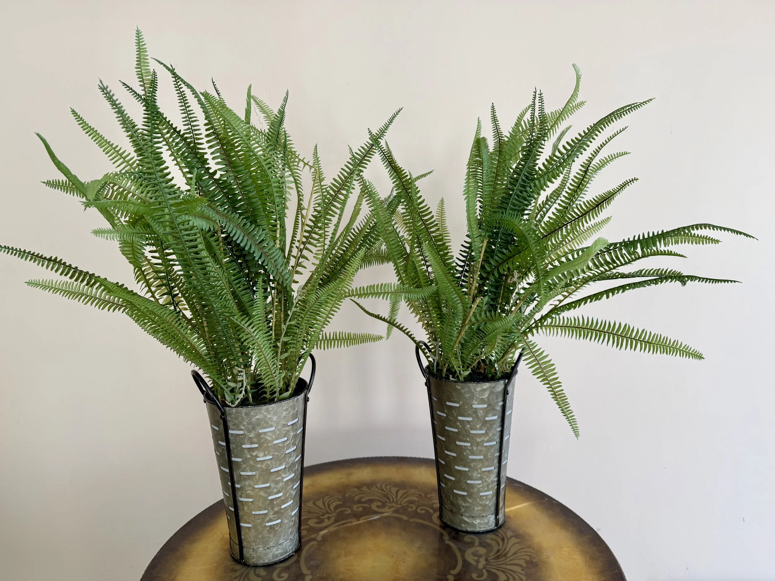 Vased Ferns (2)