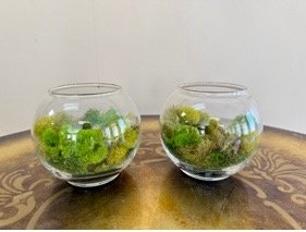Moss Fish Bowls (12)