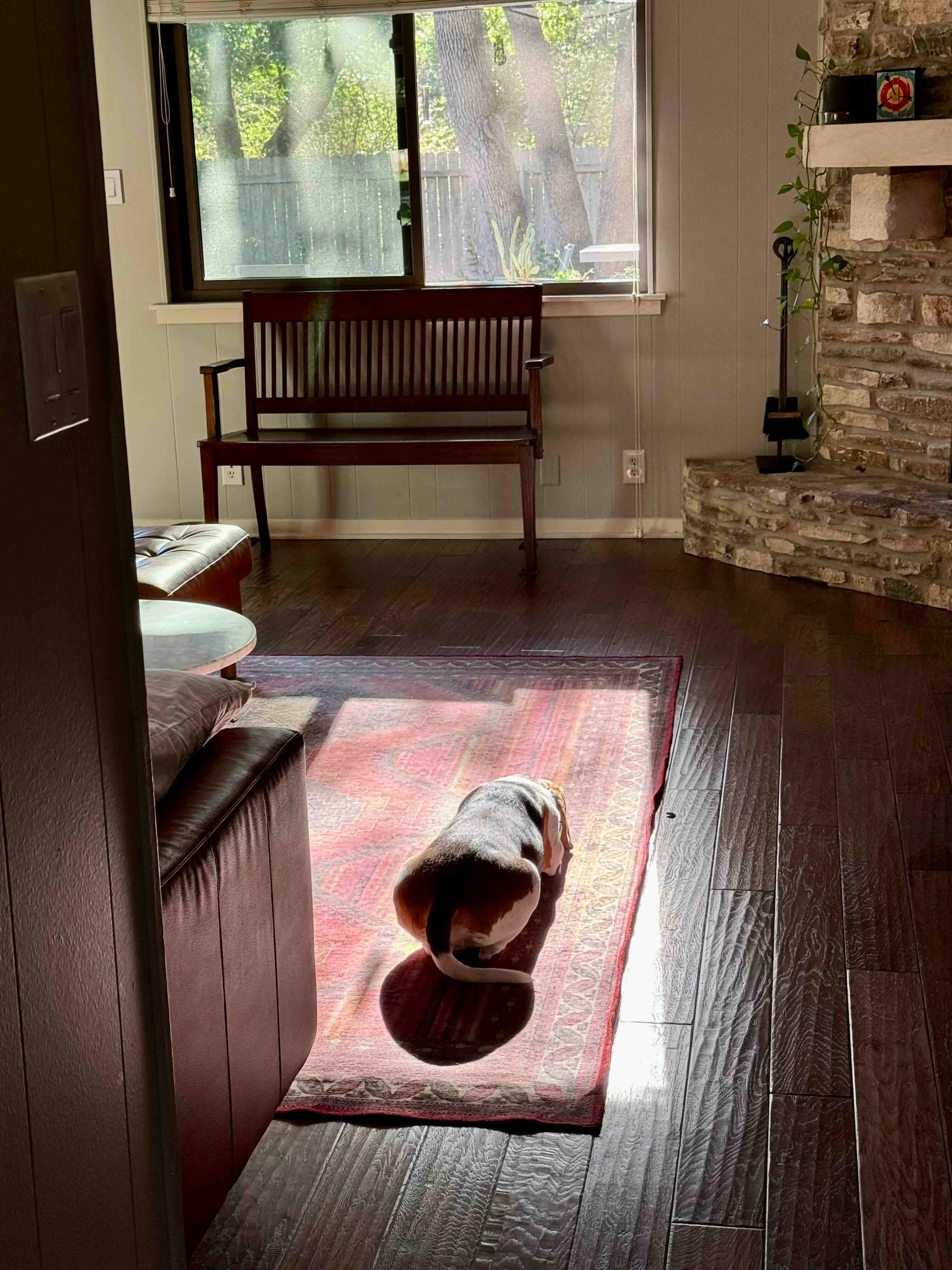 A cozy living room with hardwood floors, a red patterned rug, and a small dog sitting on the rug. There is a window letting in natural light, a wooden bench underneath the window, and a stone fireplace on the right side of the room with a potted plan