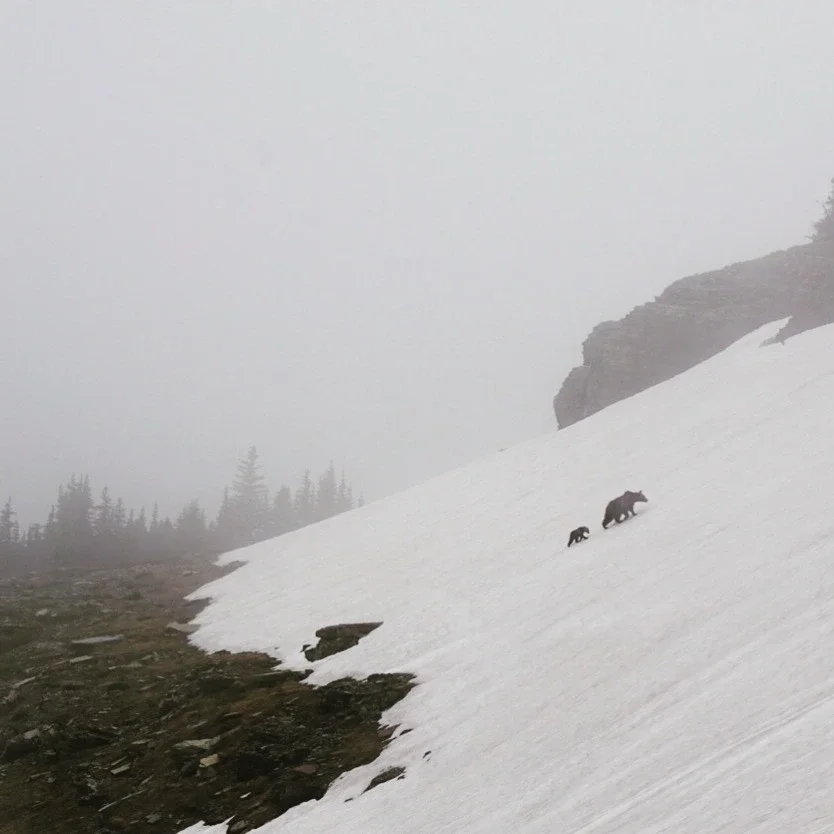 A misty mountain slope covered in snow with a bear and a smaller animal walking on it, near rocky terrain and a forested area at the base of the mountain.