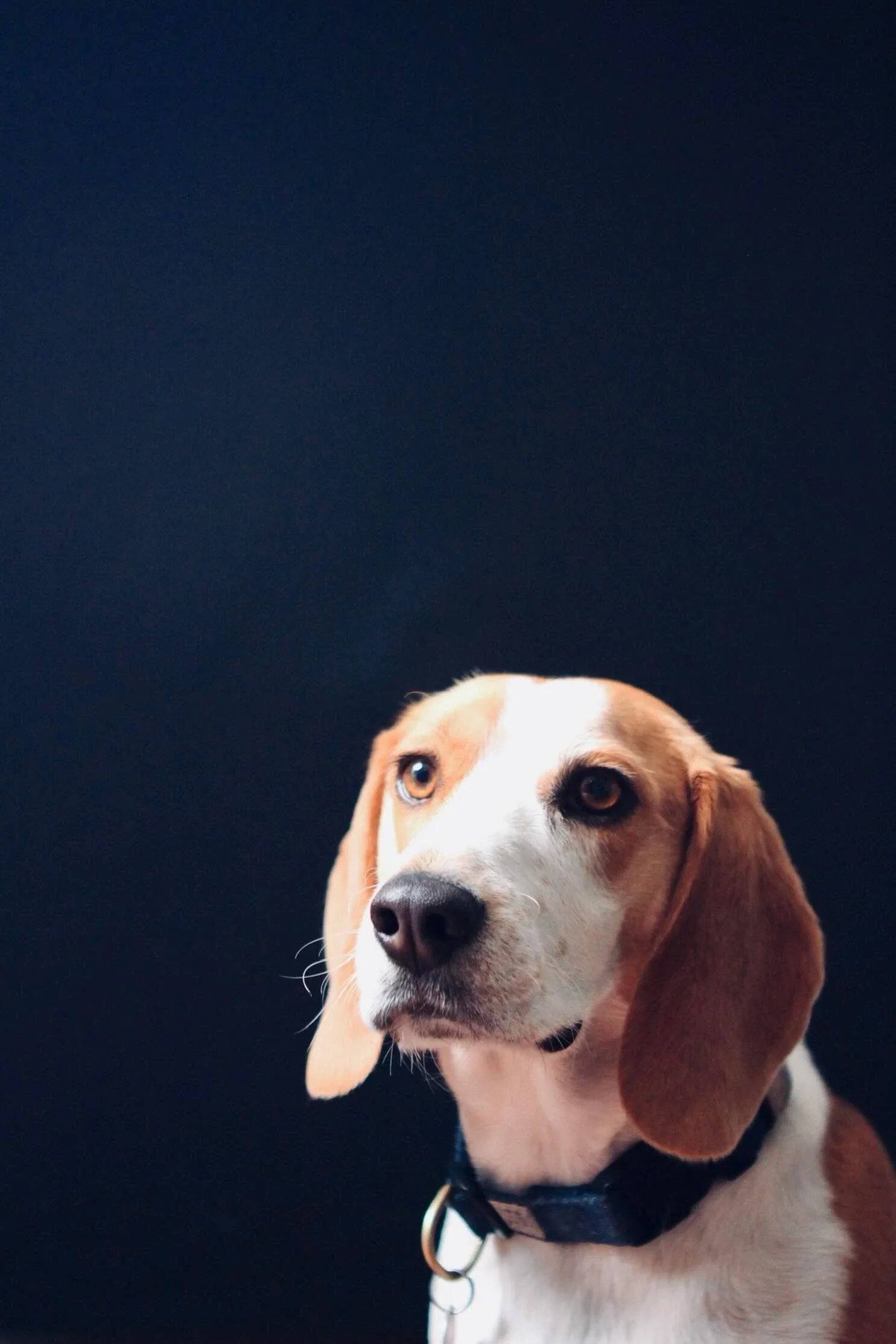 Close-up of a beagle dog with a black collar against a dark background.