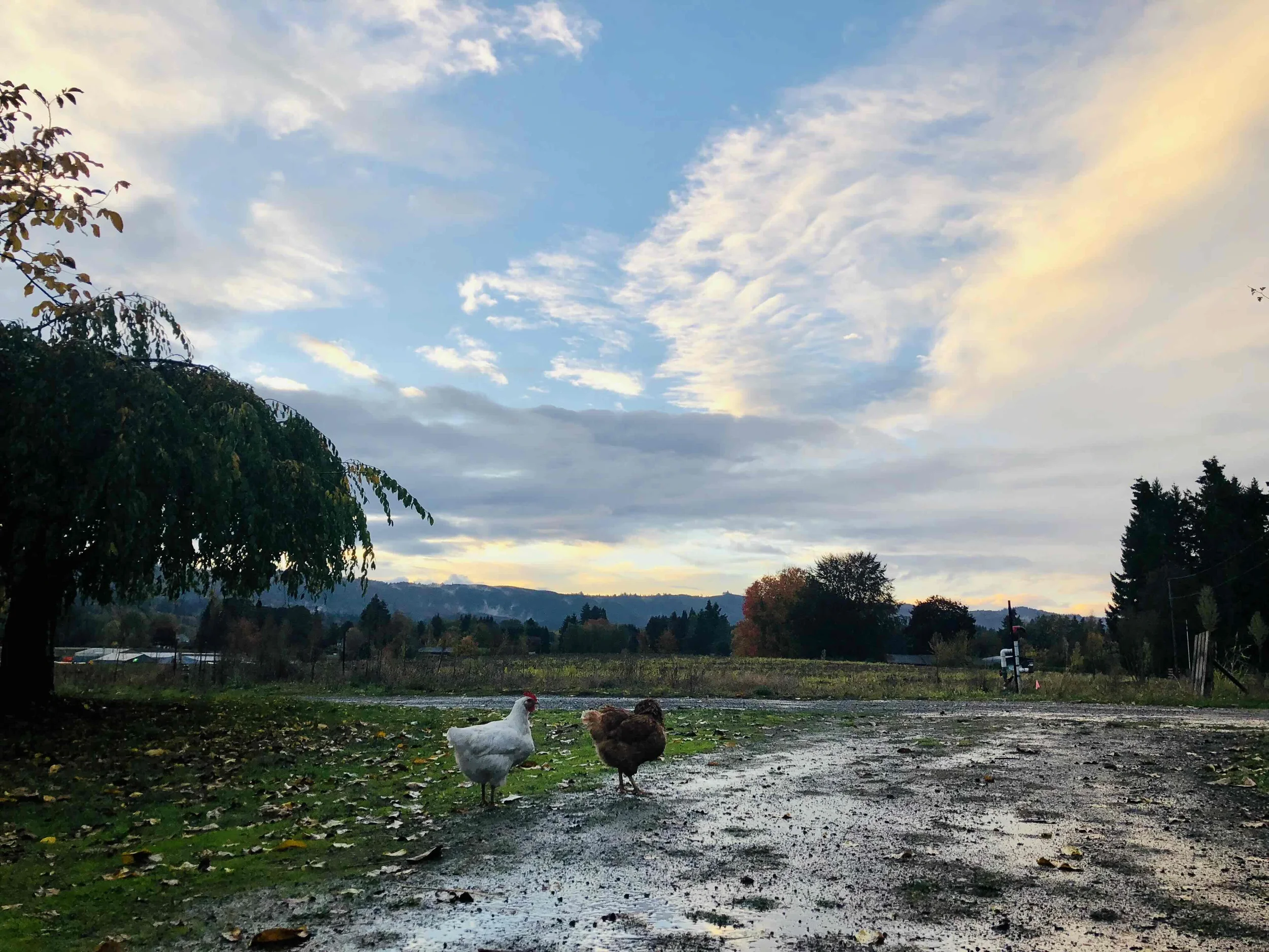A rural landscape with two chickens, one white and one brown, standing on a patchy, muddy ground with fallen leaves. There are trees and mountains in the background under a partly cloudy sky during sunset.