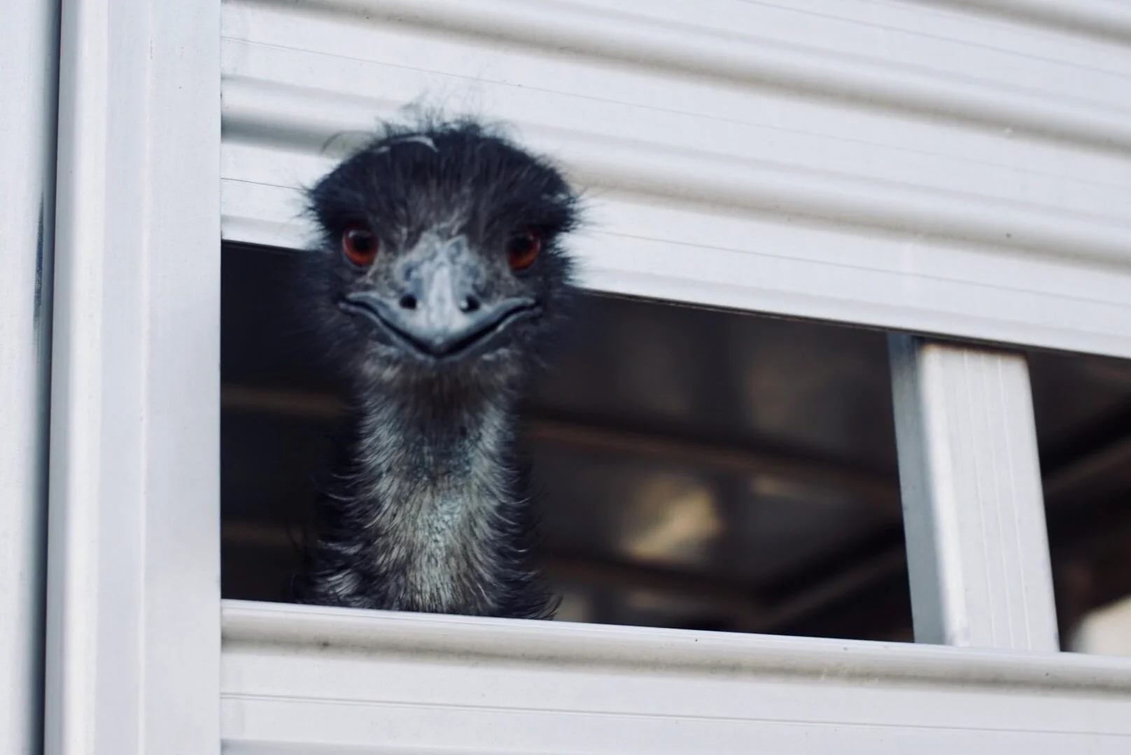 A close-up of a baby emu peeking out of a white plastic crate, with part of the crate's side and grid visible.