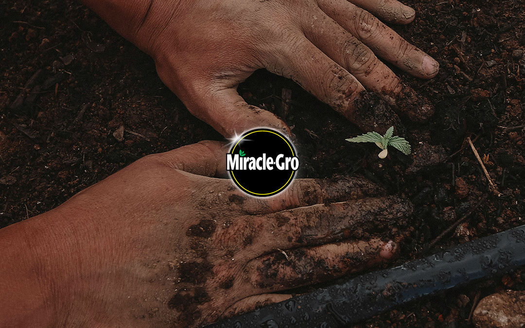 Hands planting a small seedling in soil with Miricle Gro logo.