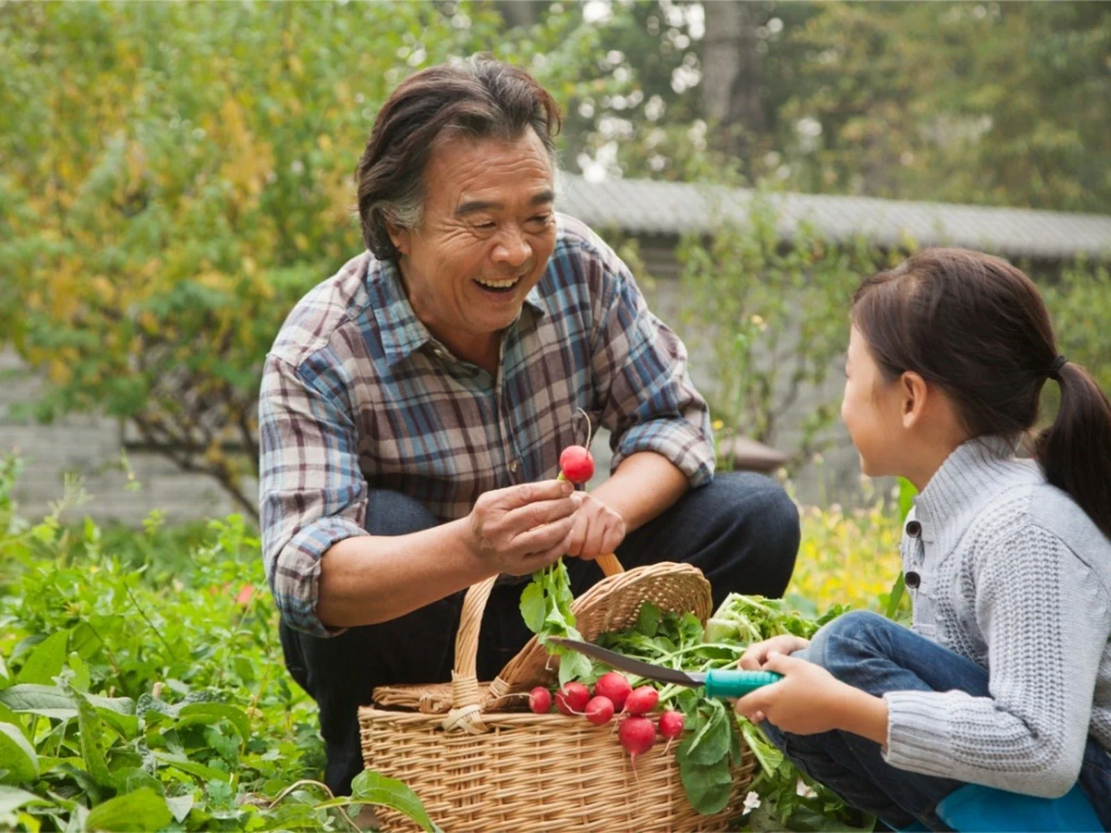 A man and girl harvesting radishes in a garden with a basket of radishes.