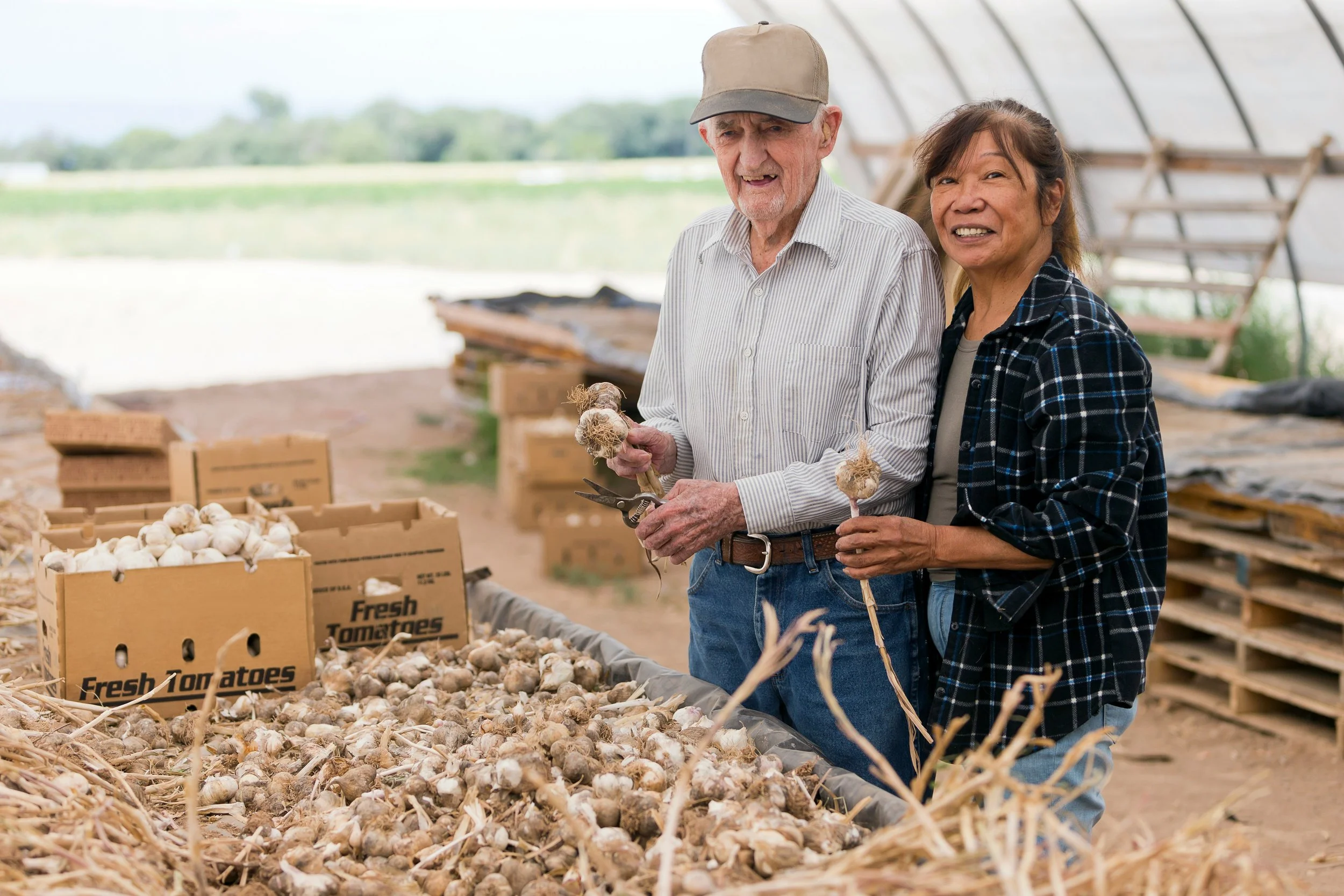 An elderly man and woman working together to harvest garlic bulbs in a greenhouse with boxes labeled 'Fresh Tomatoes'. The man is holding garlic and a tool, and both are smiling.