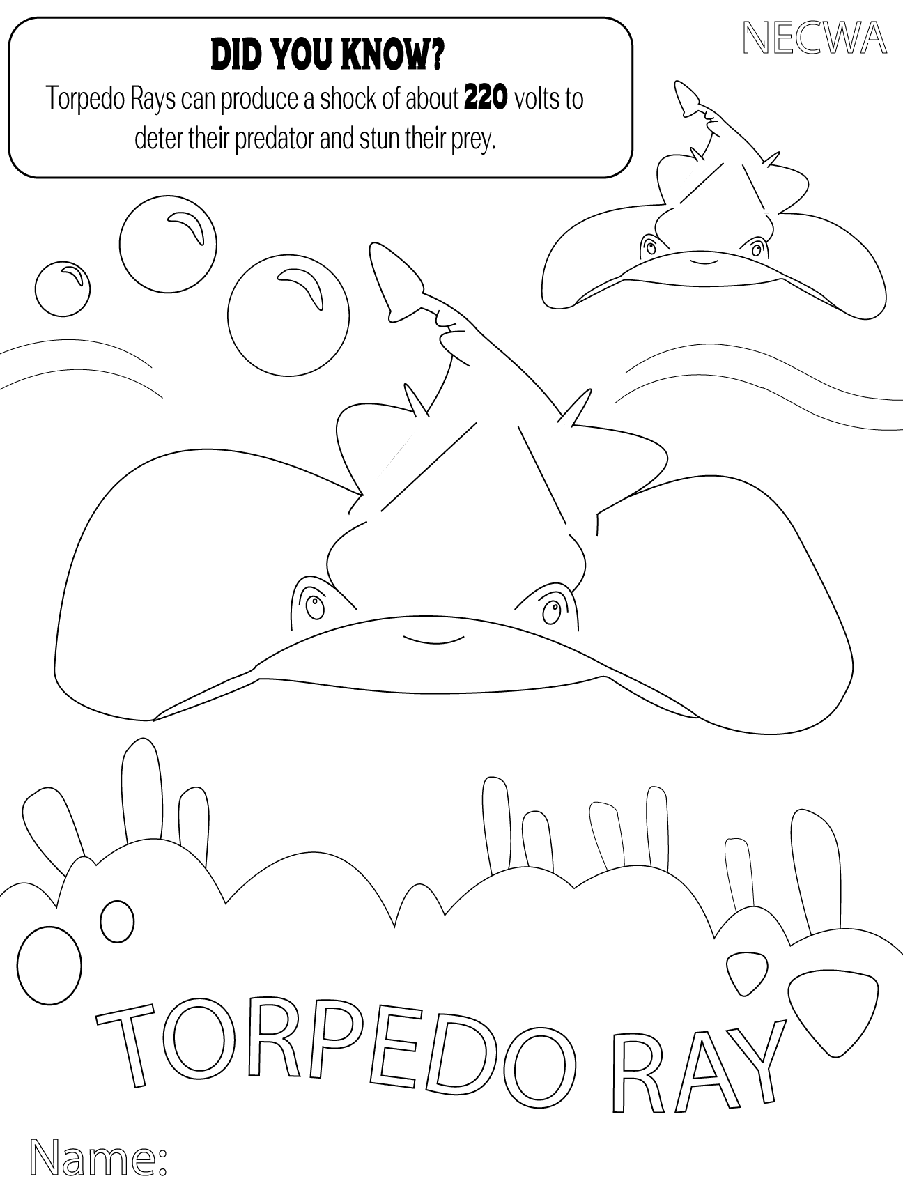 torpedo ray final.png