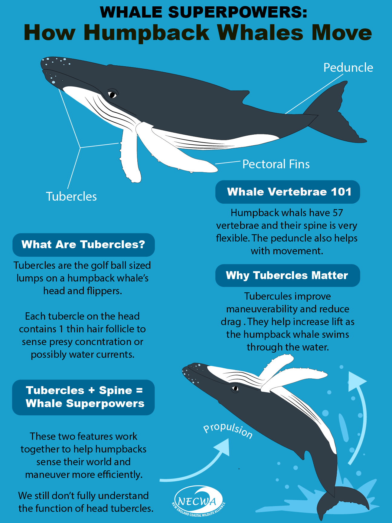 HumpbackMovement.png