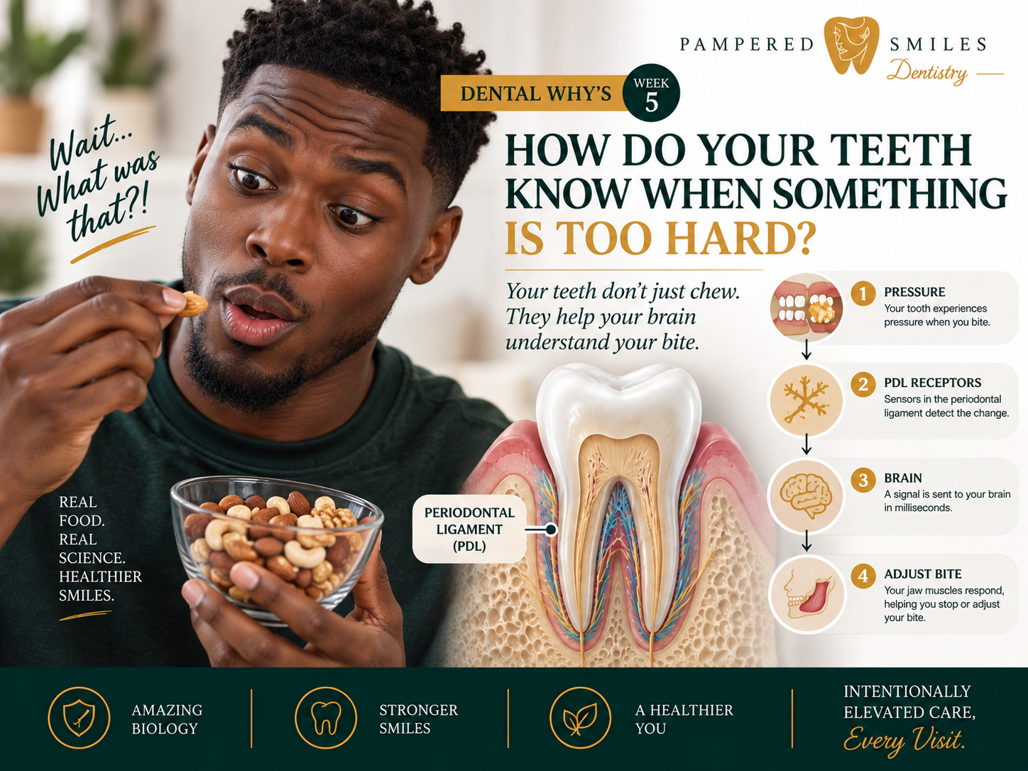 Dental Why’s: How Do Your Teeth Know When Something Is Too Hard?