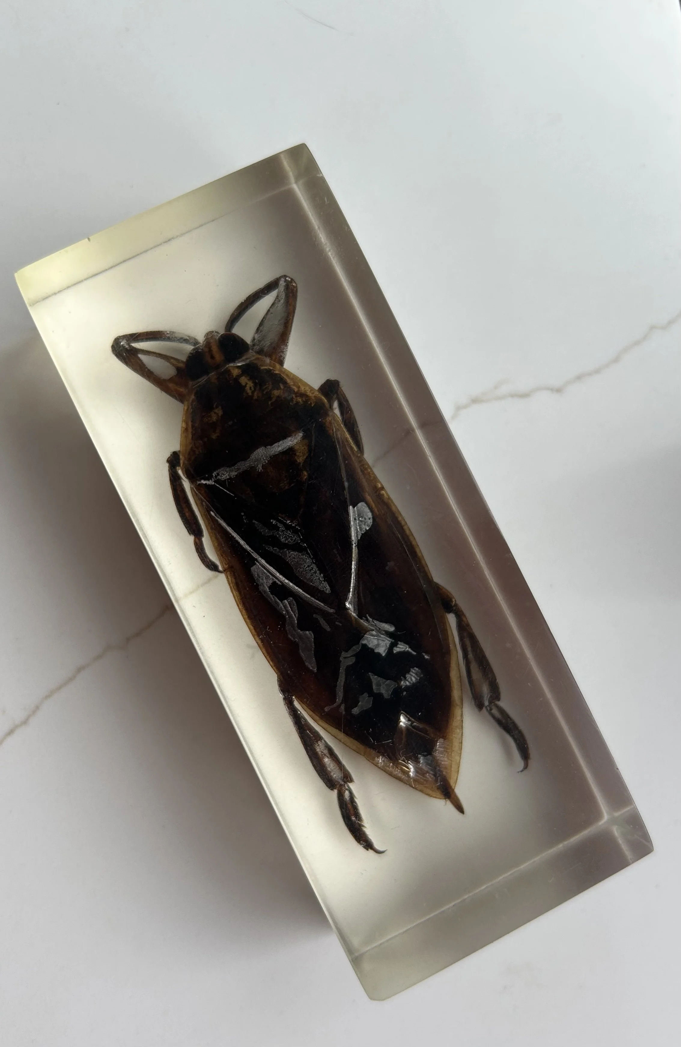 Indonesian Water Beetle Specimen