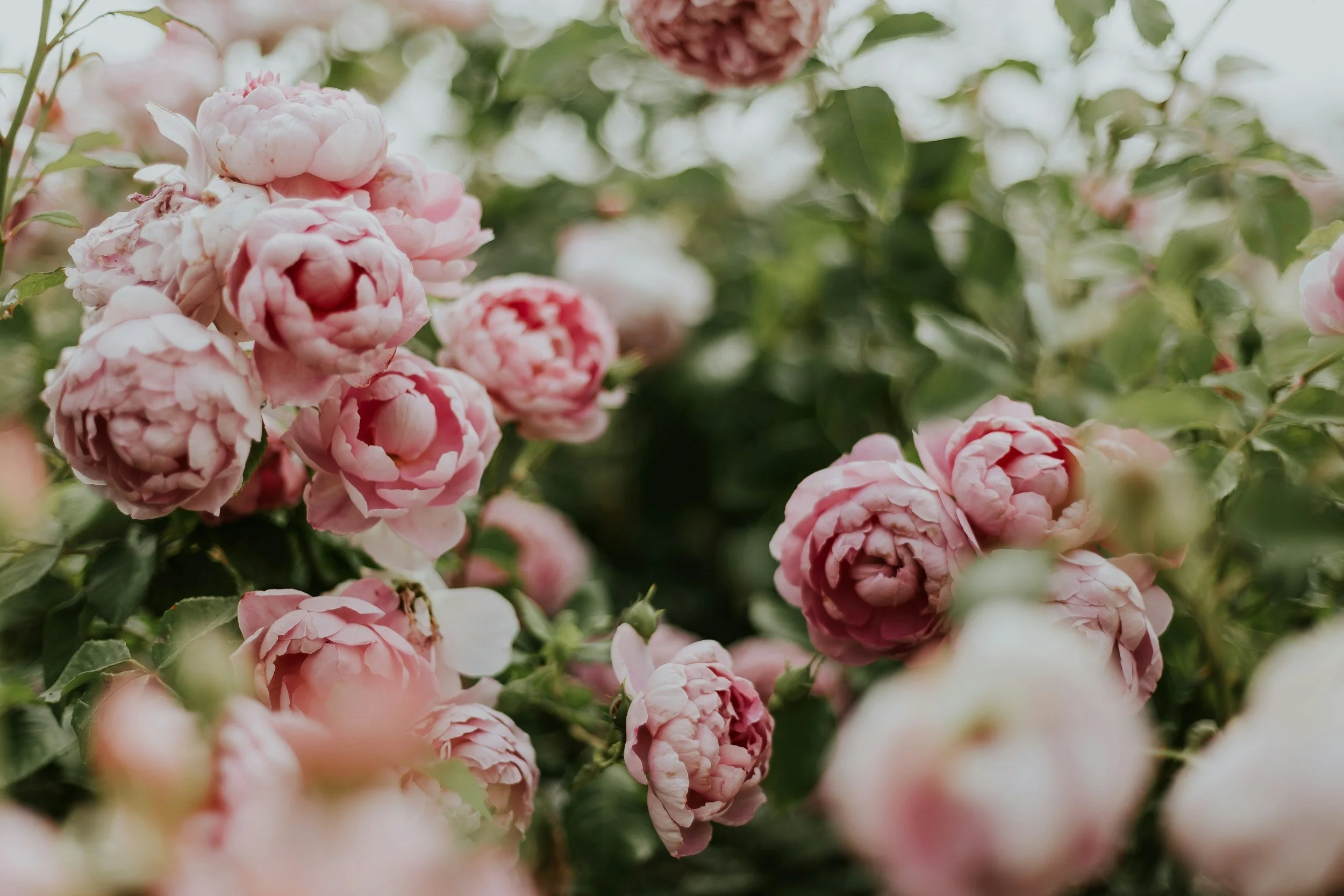 Close-up of pink and white garden roses in full bloom.