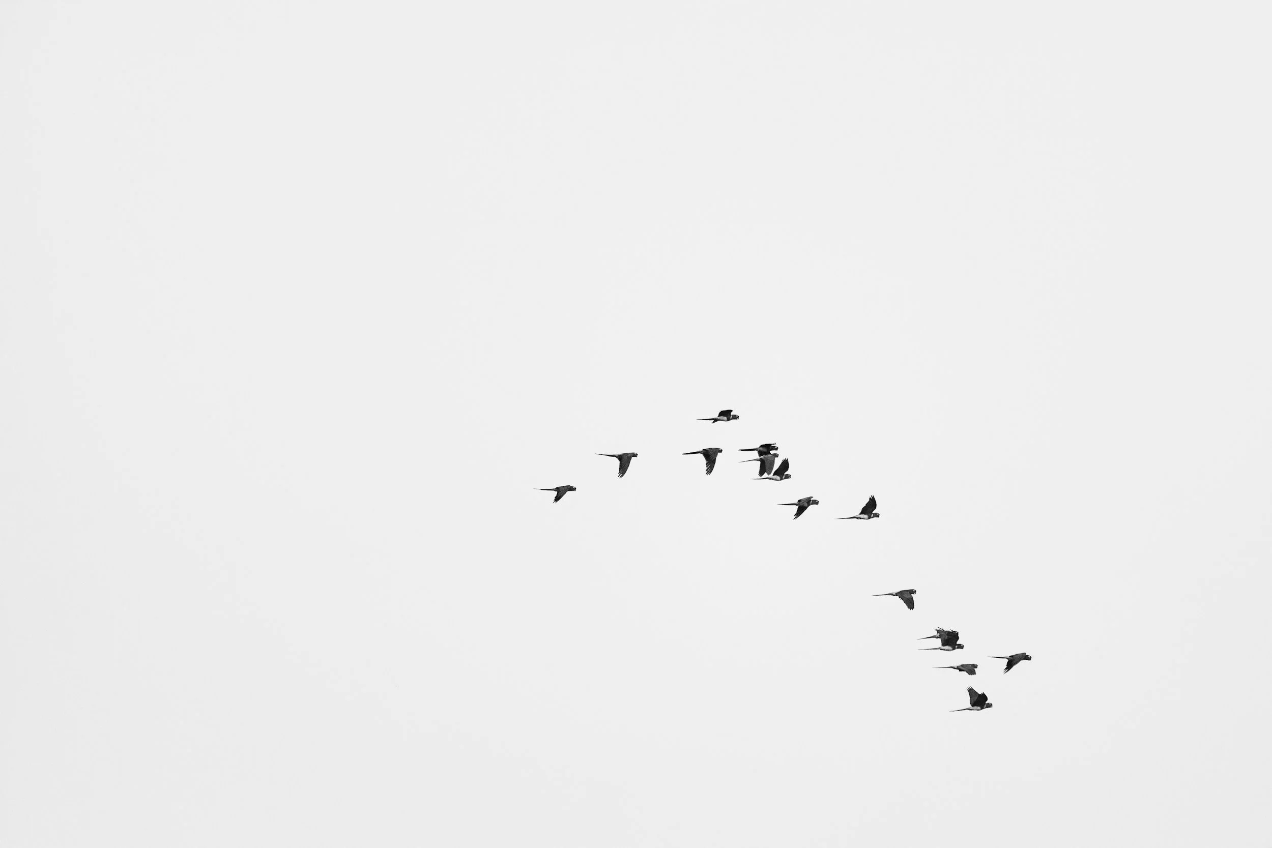 A flock of birds flying in the sky.