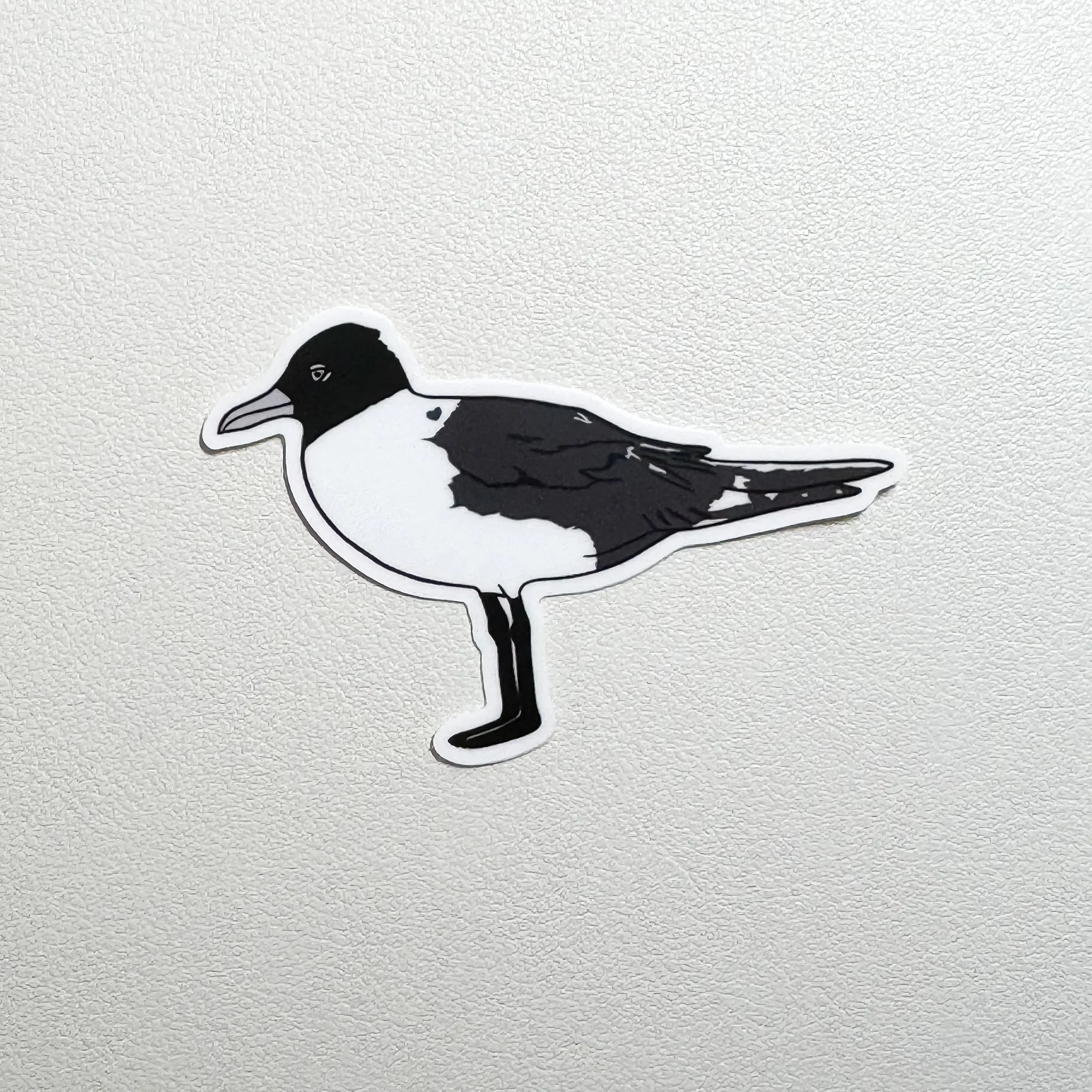 Sandy - Laughing Gull Sticker