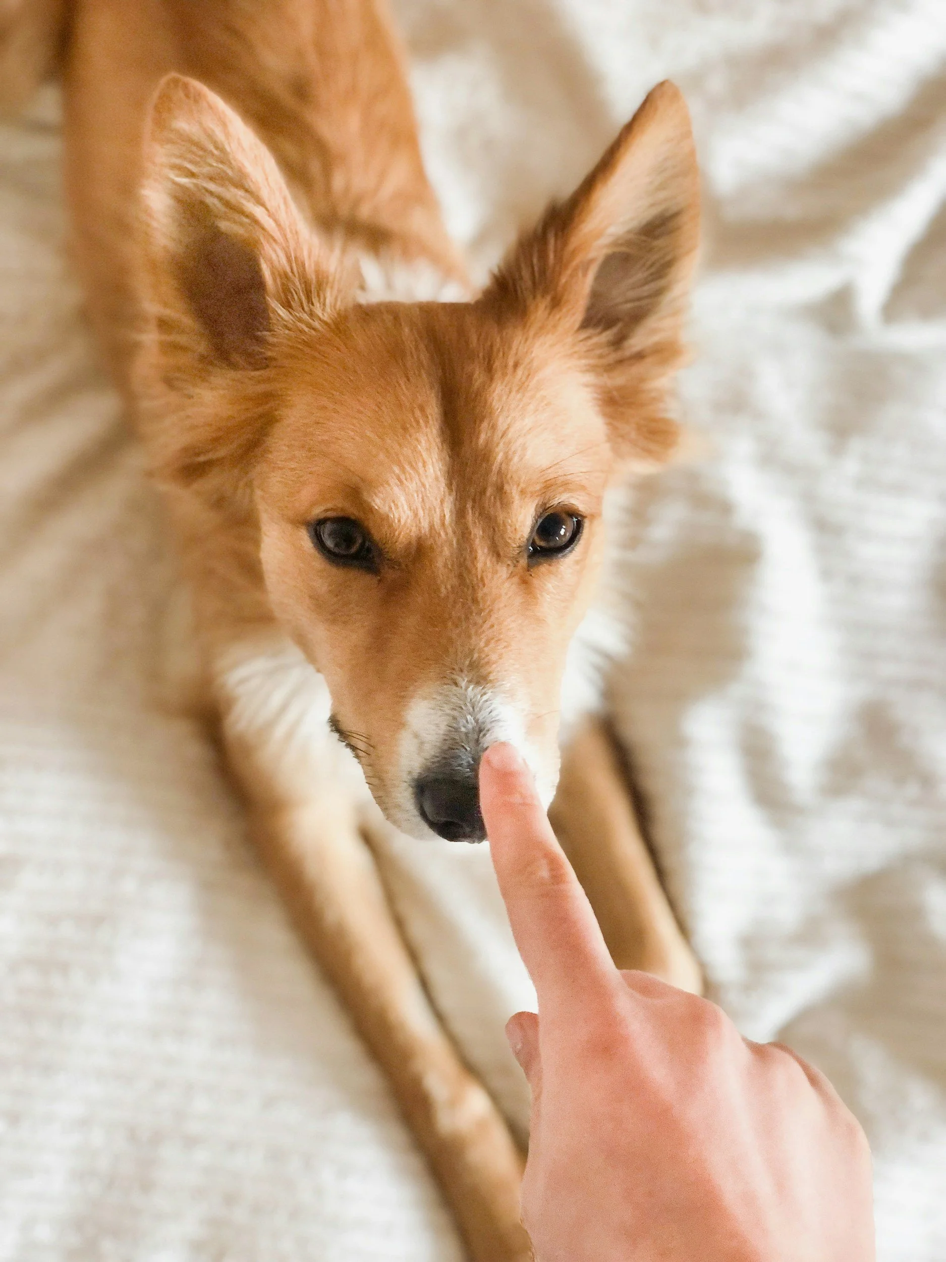 Please Stop Brushing Your Dog Dry 