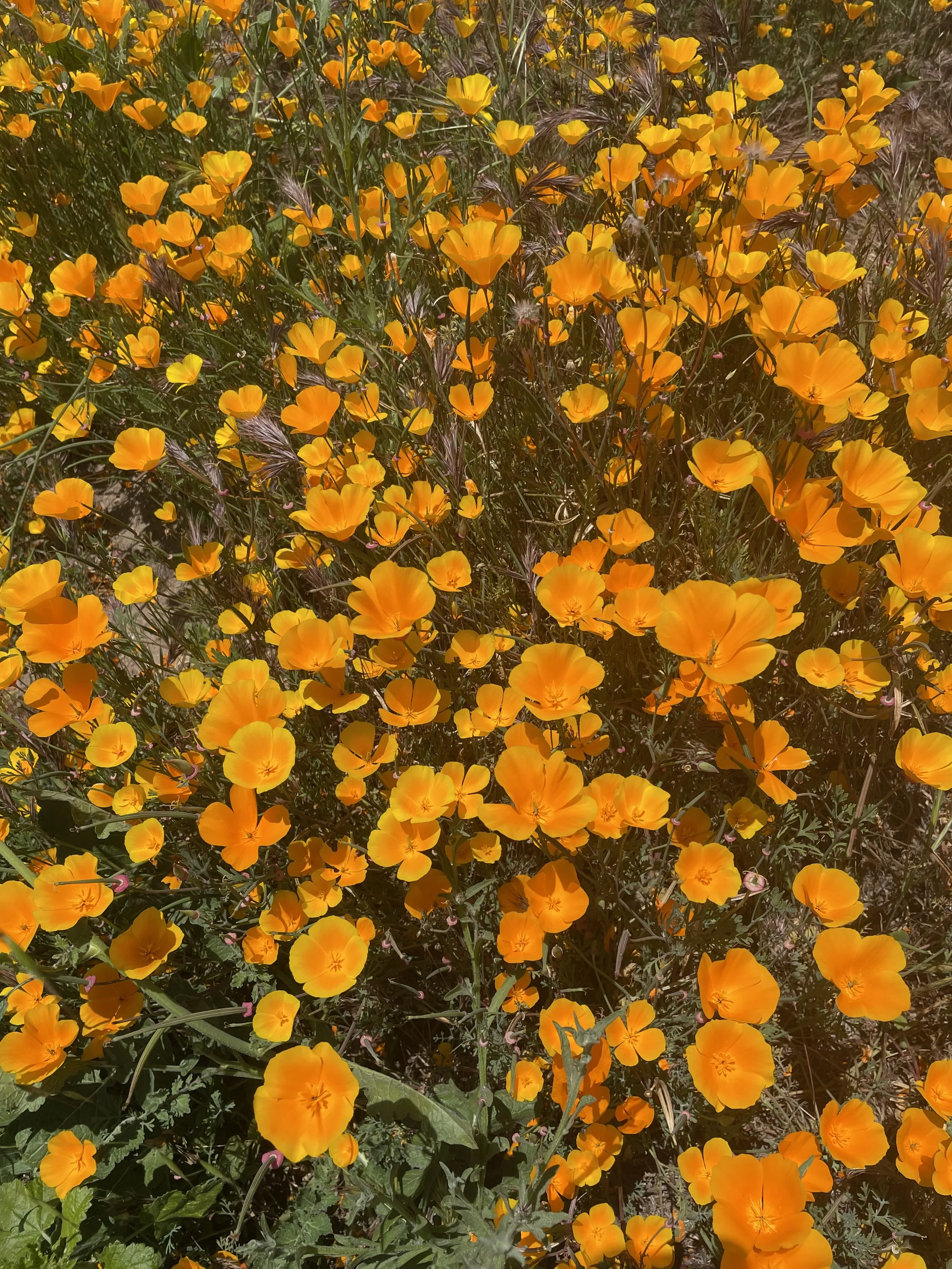 A dense patch of bright orange California poppy flowers with thin green stems and leaves.