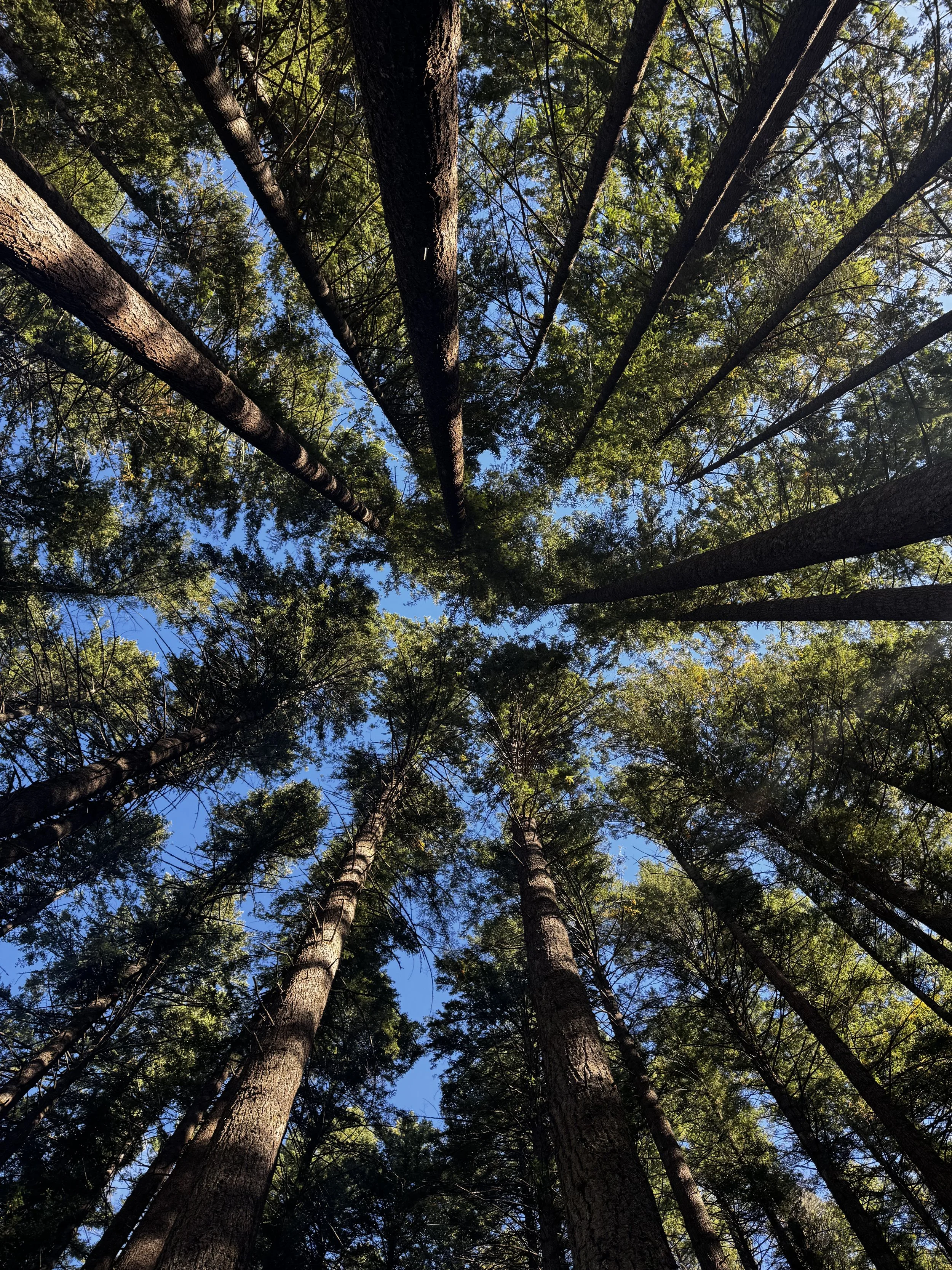 Looking up at tall pine trees with green foliage and a clear blue sky in the background.