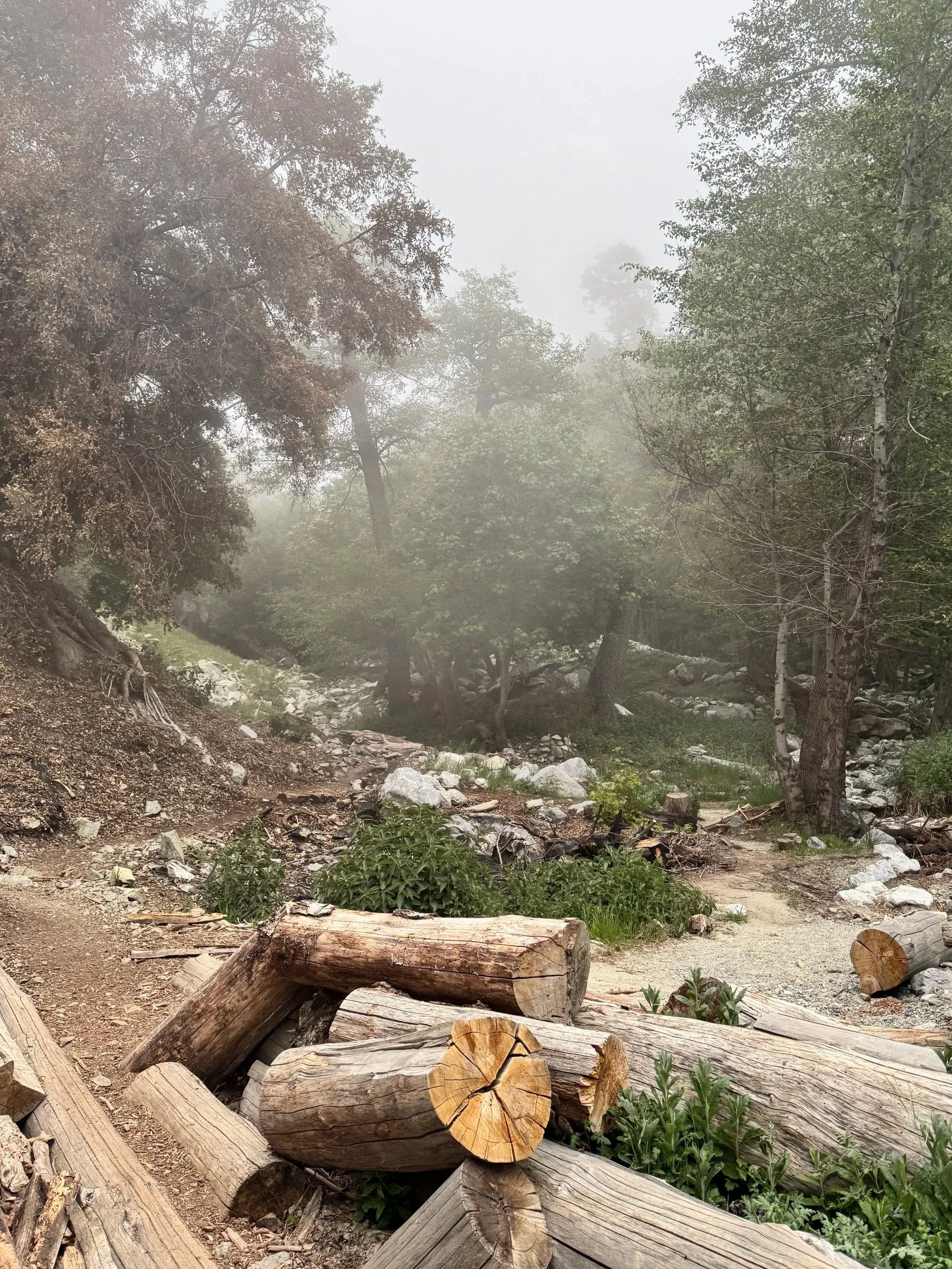 A foggy forest with trees, rocks, and fallen logs.