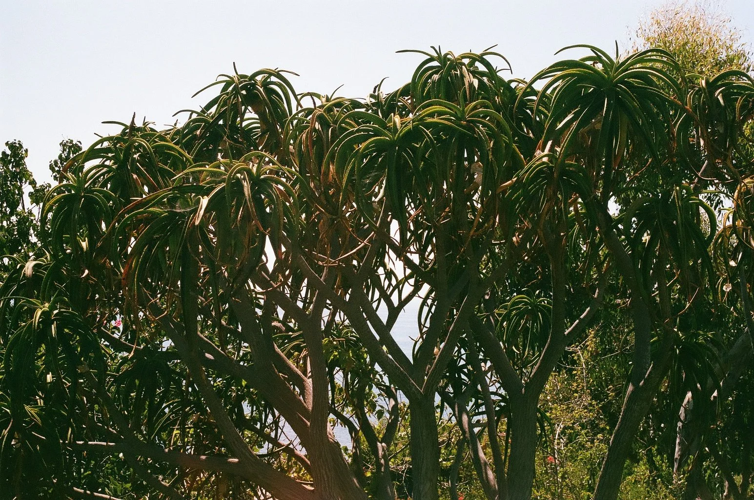Close-up of a lush, green, leafy tree with long, narrow leaves in a natural outdoor setting