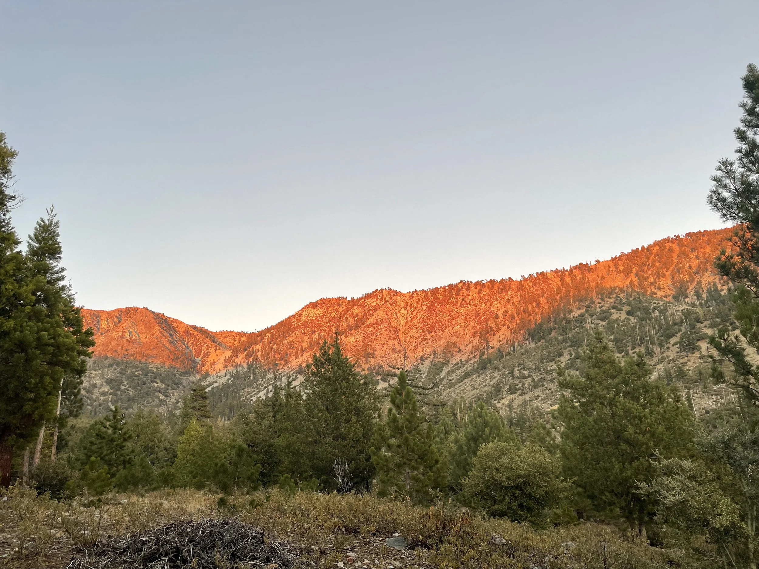 Sunset lighting on mountain range with pine trees in foreground