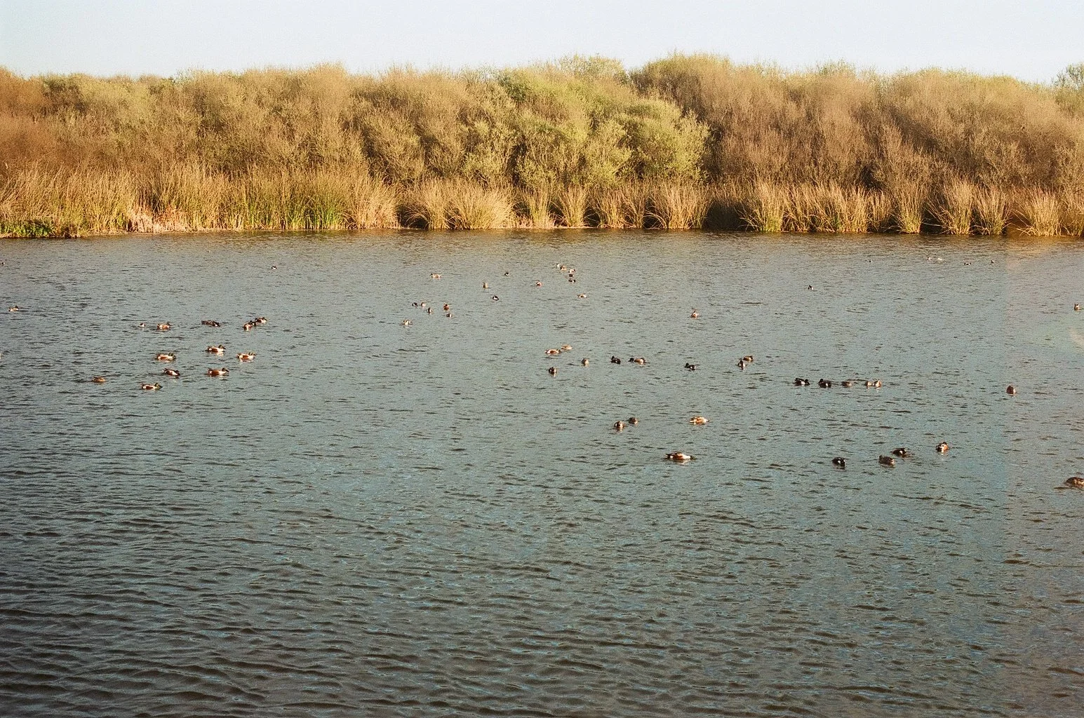 A body of water with numerous ducks swimming, surrounded by tall grasses and dense bushes or trees in the background.