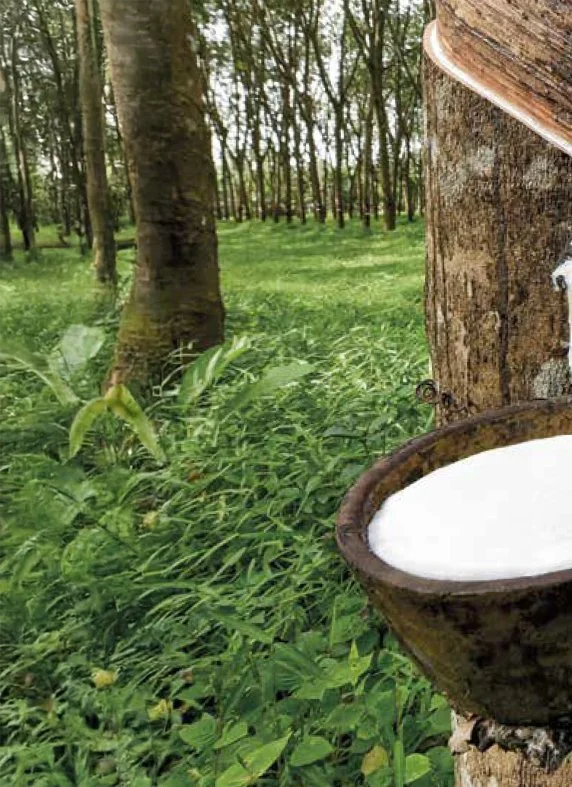 Rubber tree being tapped in a forest, latex flowing into a collection cup.