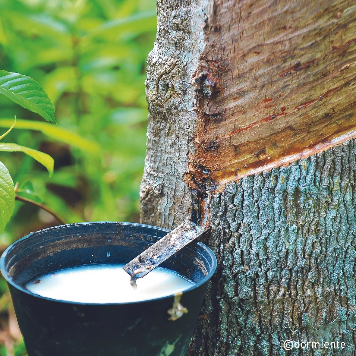 A bucket of latex sap collected from a cut on a tree trunk for rubber production.
