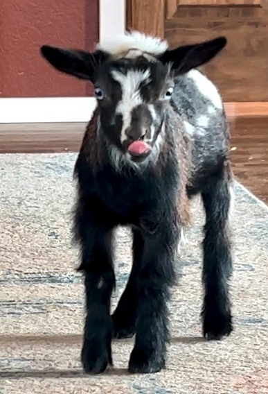 Nigerian dwarf doeling that was bottle fed.