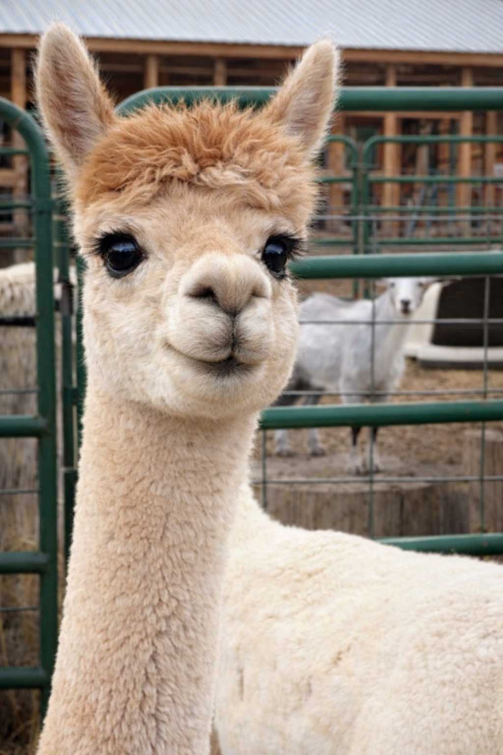 Alpaca female breeding, Conifer, Colorado.