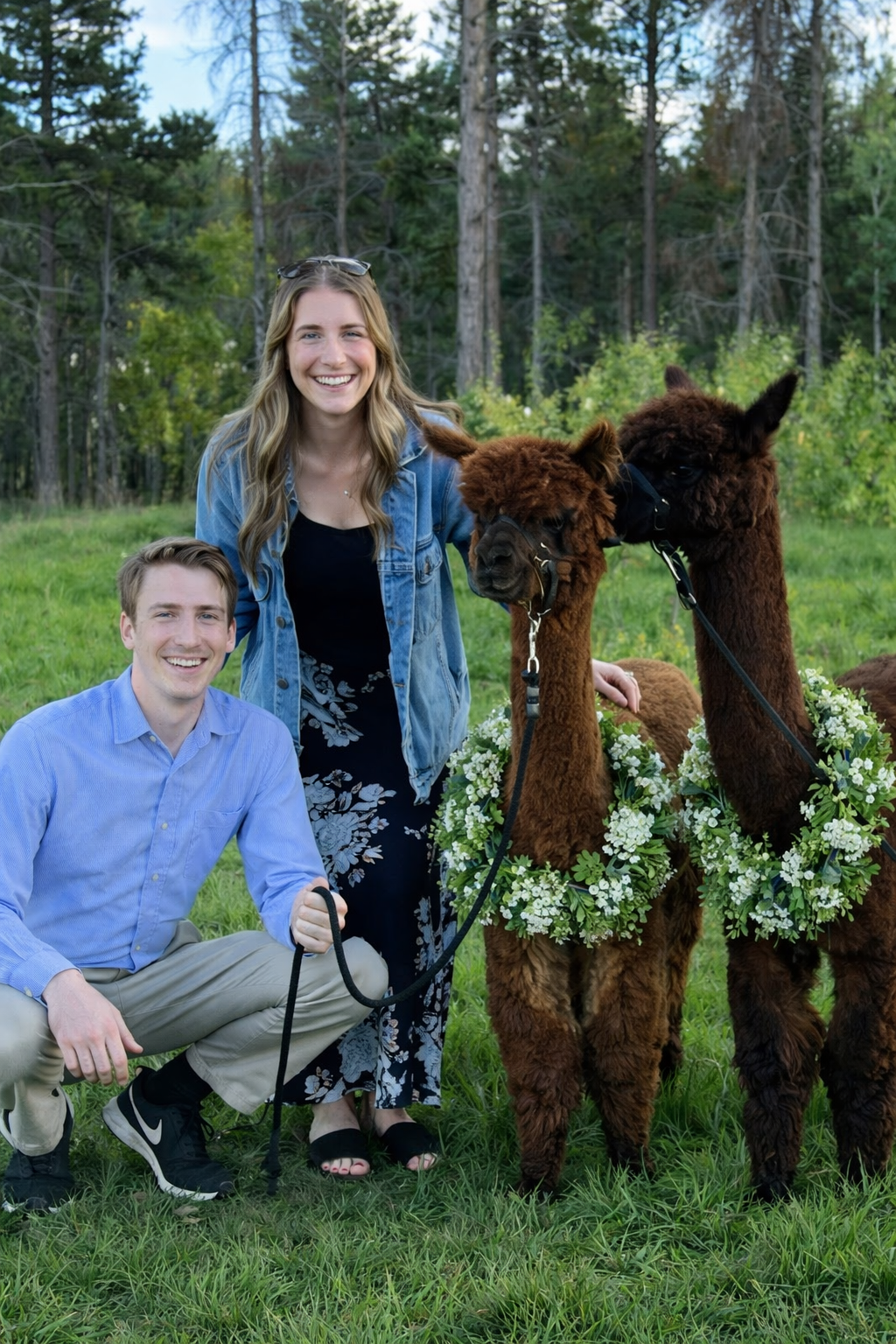Alpacas at a wedding and photography with alpacas and mini highlands during a farm tour in Conifer, CO.