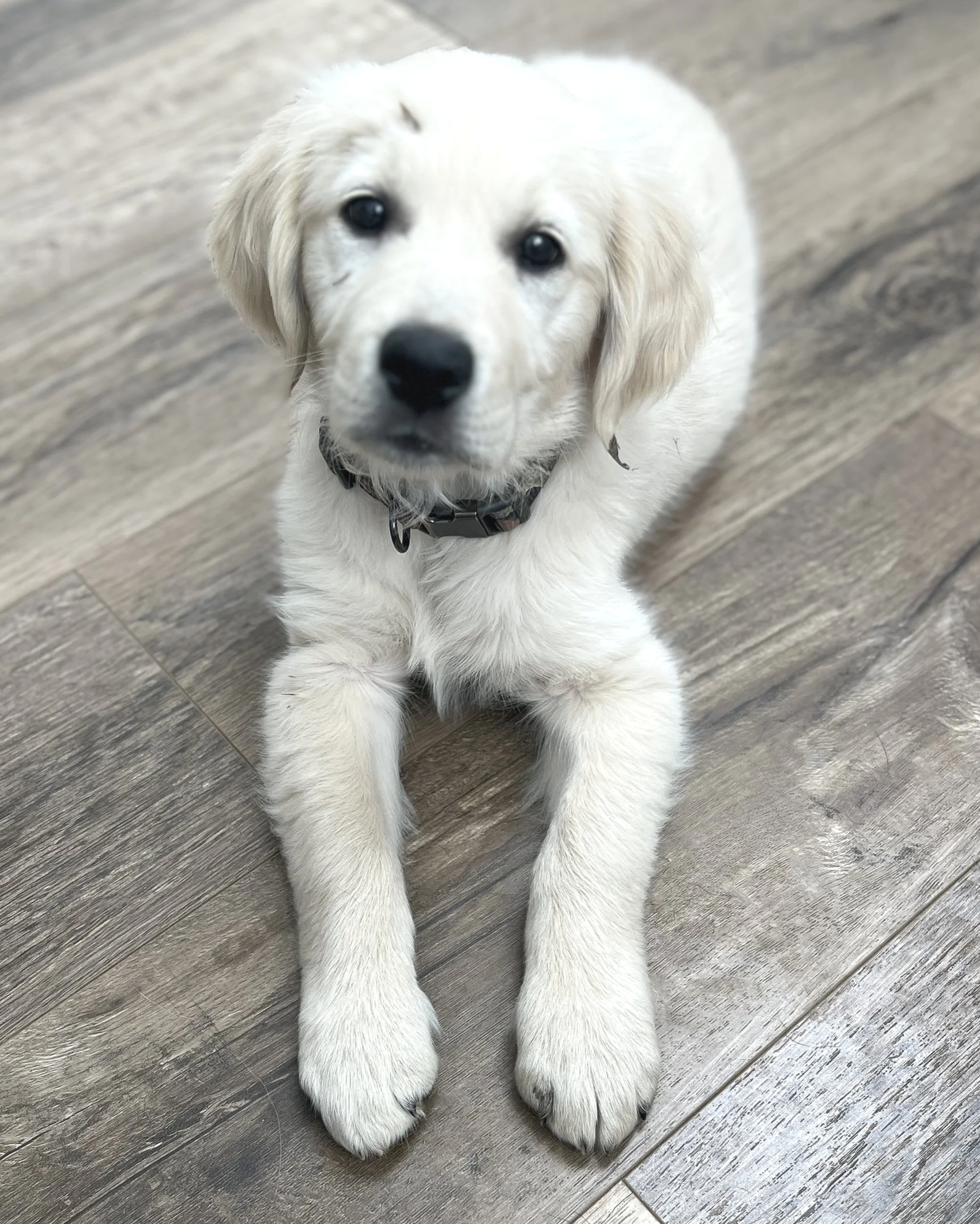 A cute golden retriever puppy laying on a wooden floor, looking up at the camera.