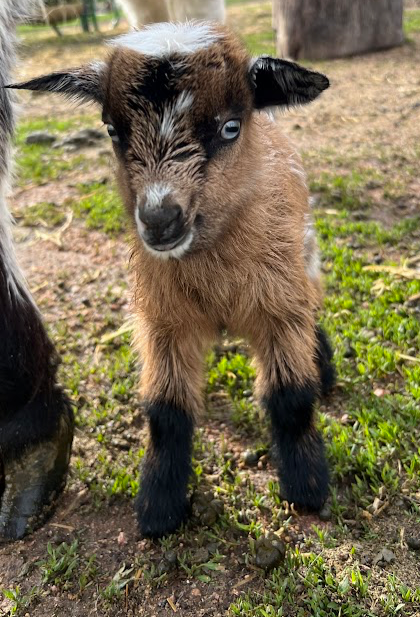 Nigerian dwarf doeling as the Rolling R Farm & Ranch breeds dairy goats and offers Nigerian dwarf goats for sale in Conifer, Colorado.